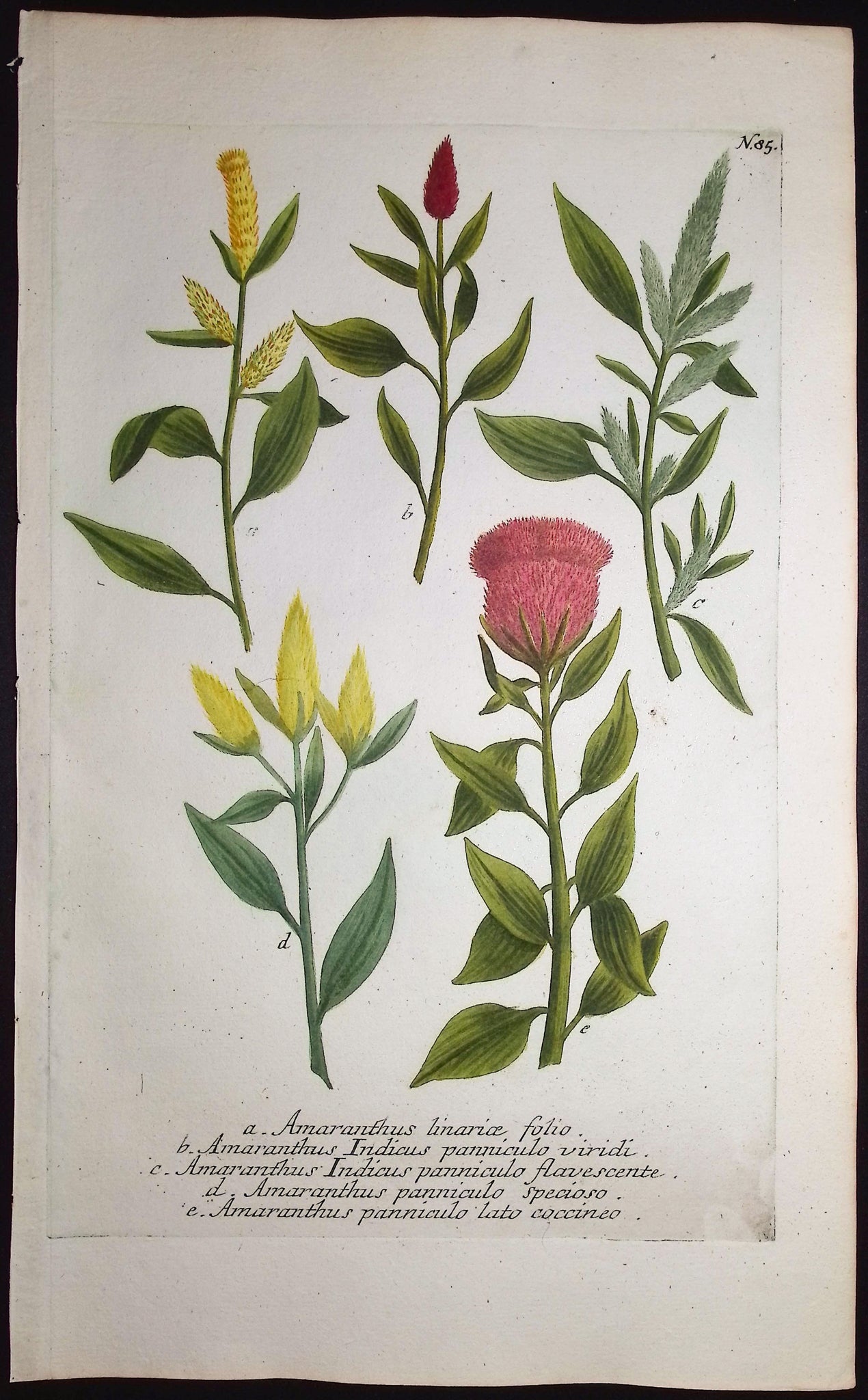 Amaranthus