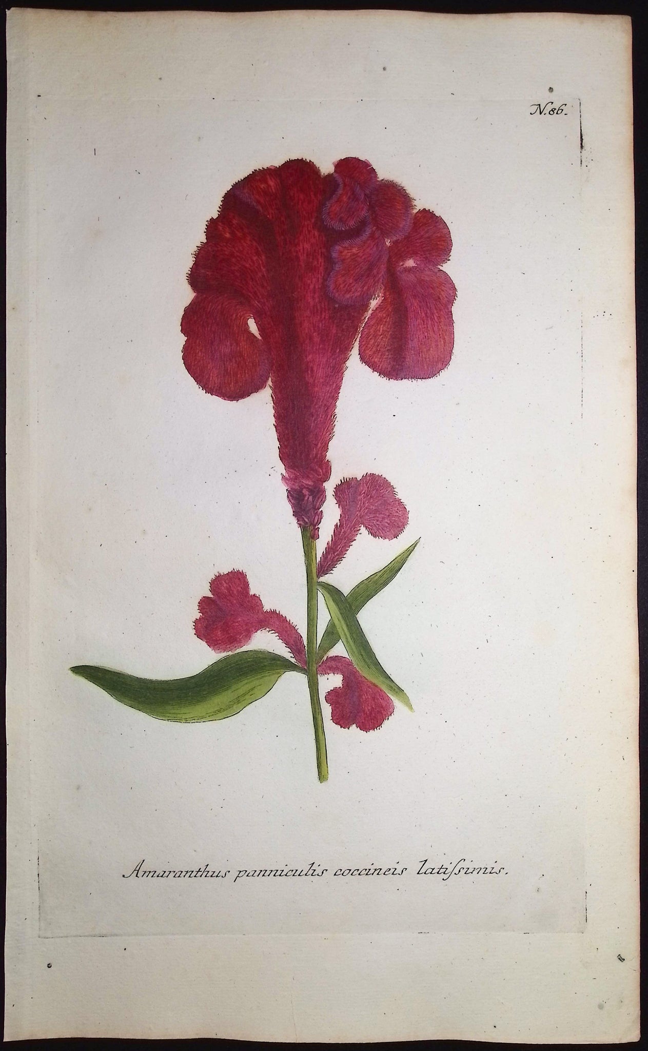 Amaranthus panniculis