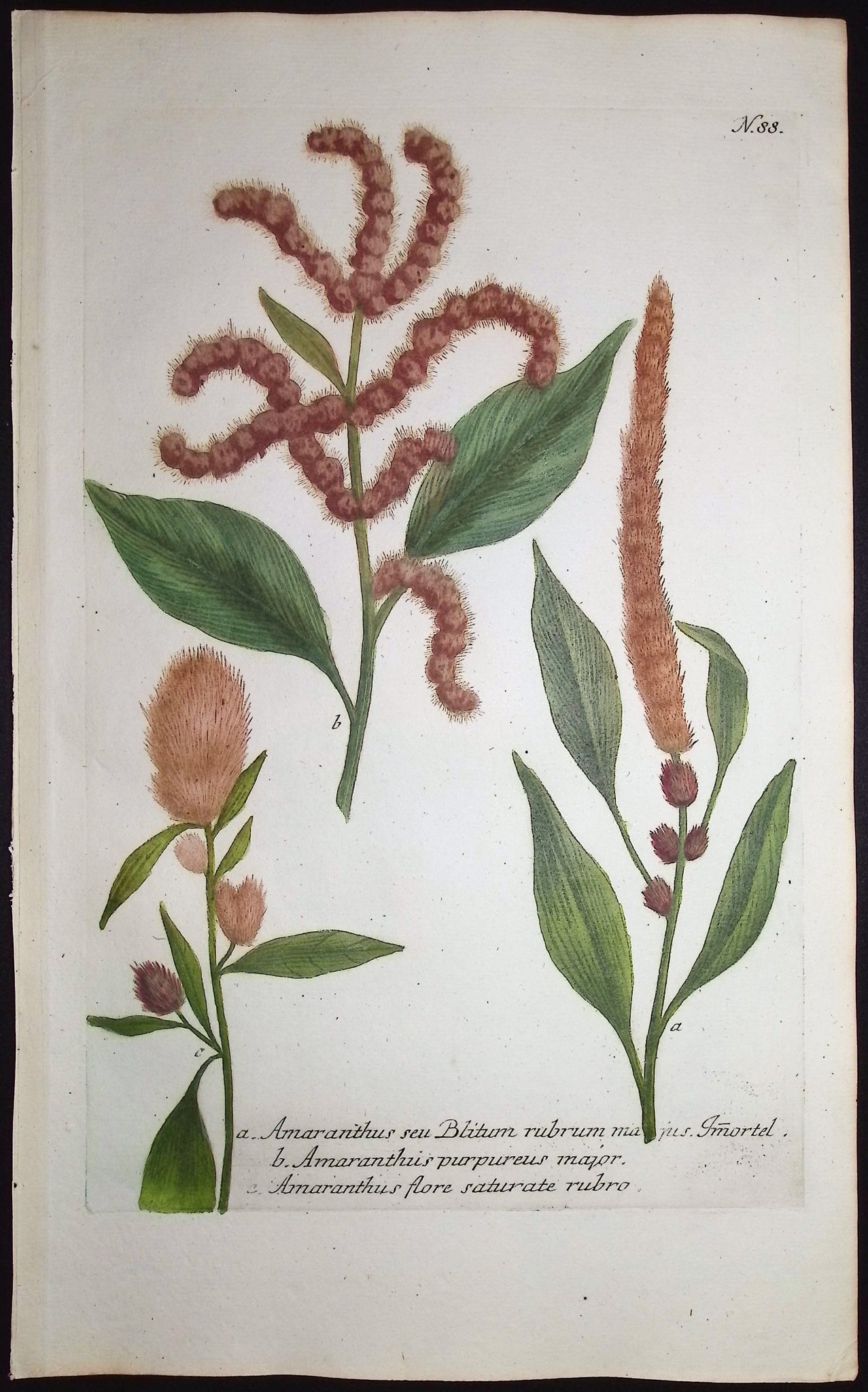 Amaranthus