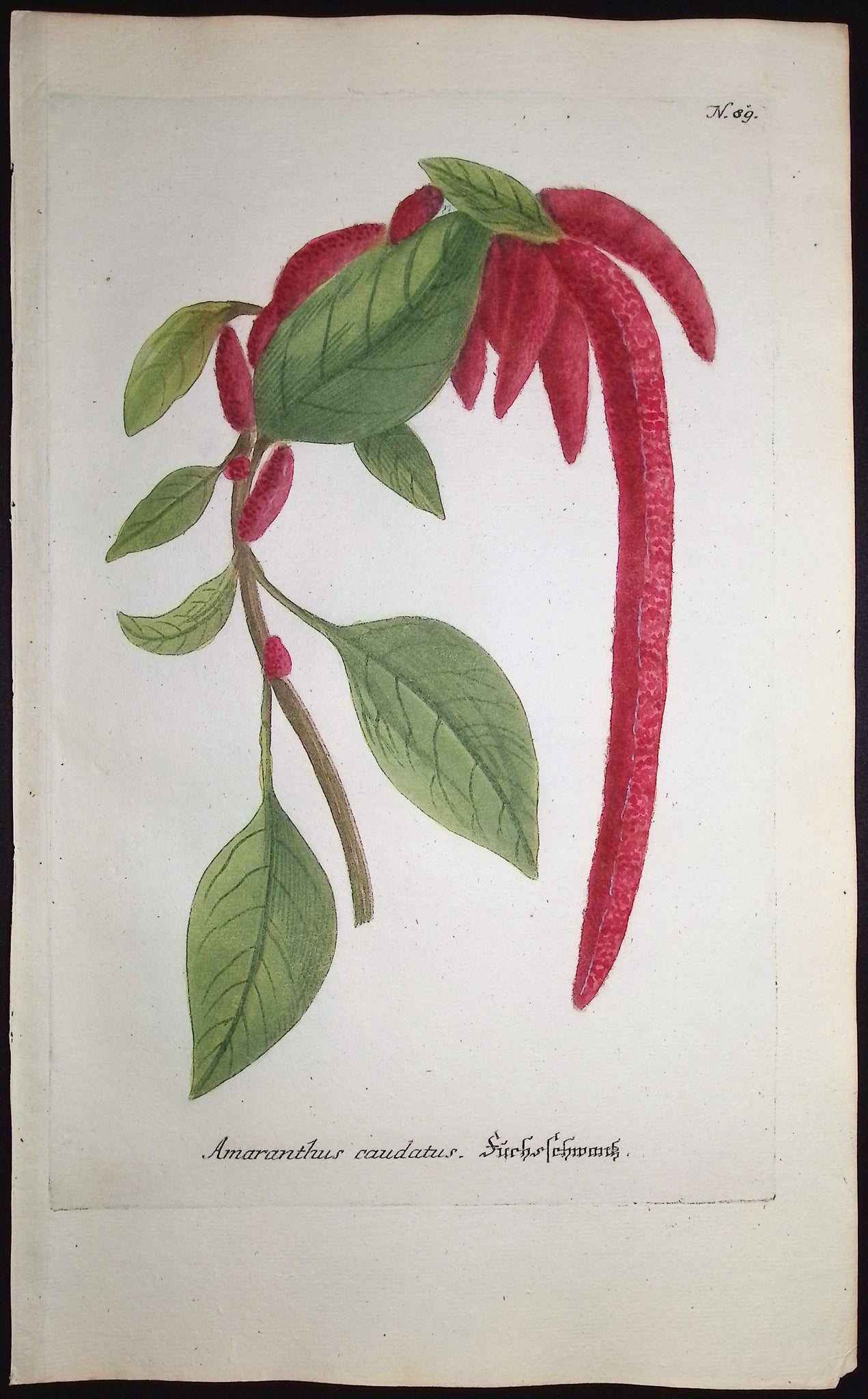 Amaranthus caudatus