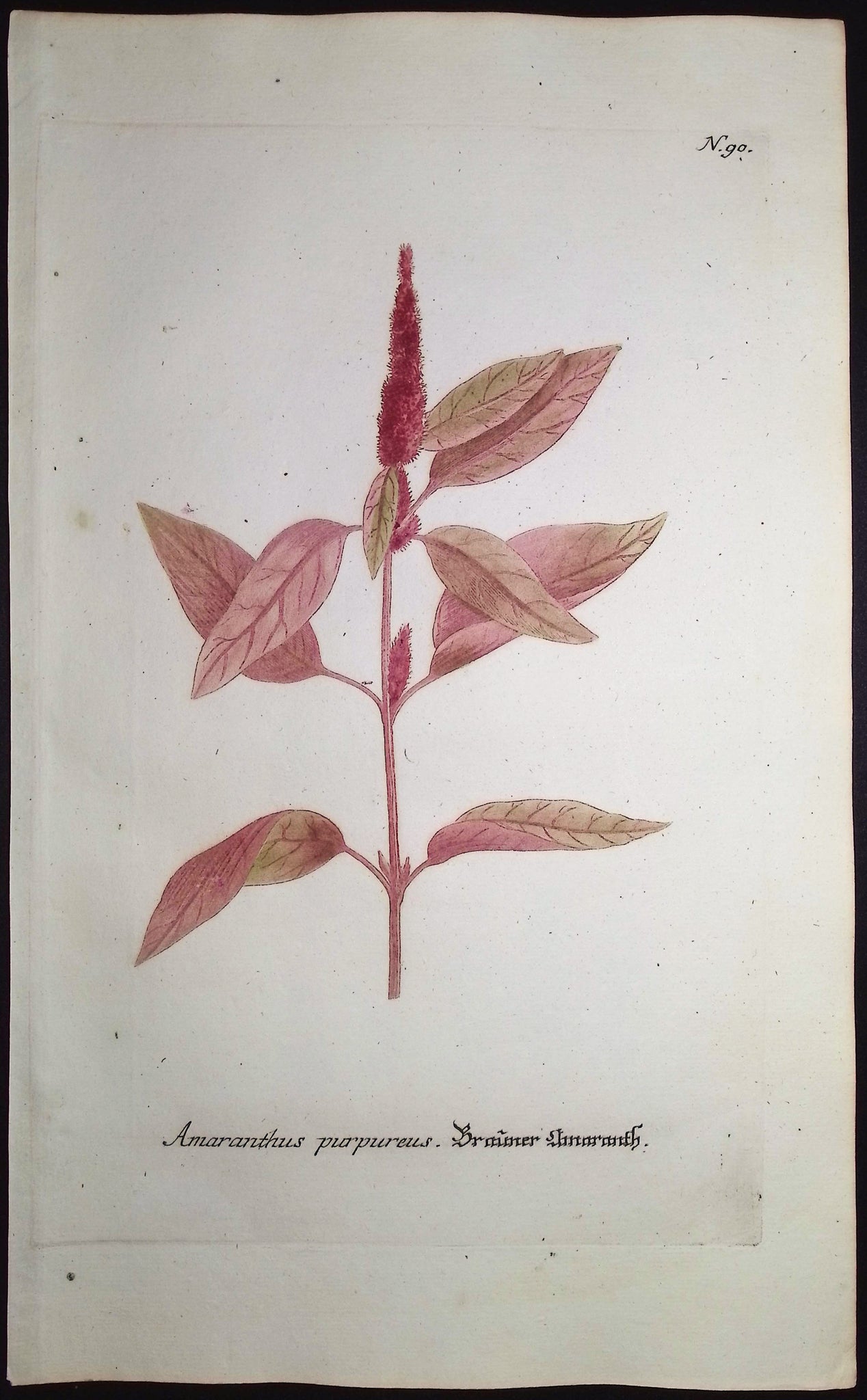 Amaranthus purpureus
