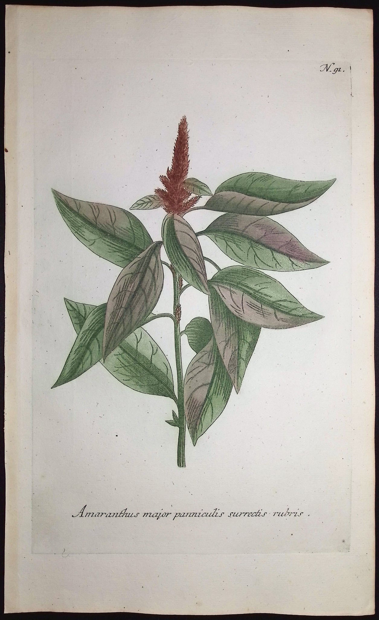 Amaranthus major panniculis