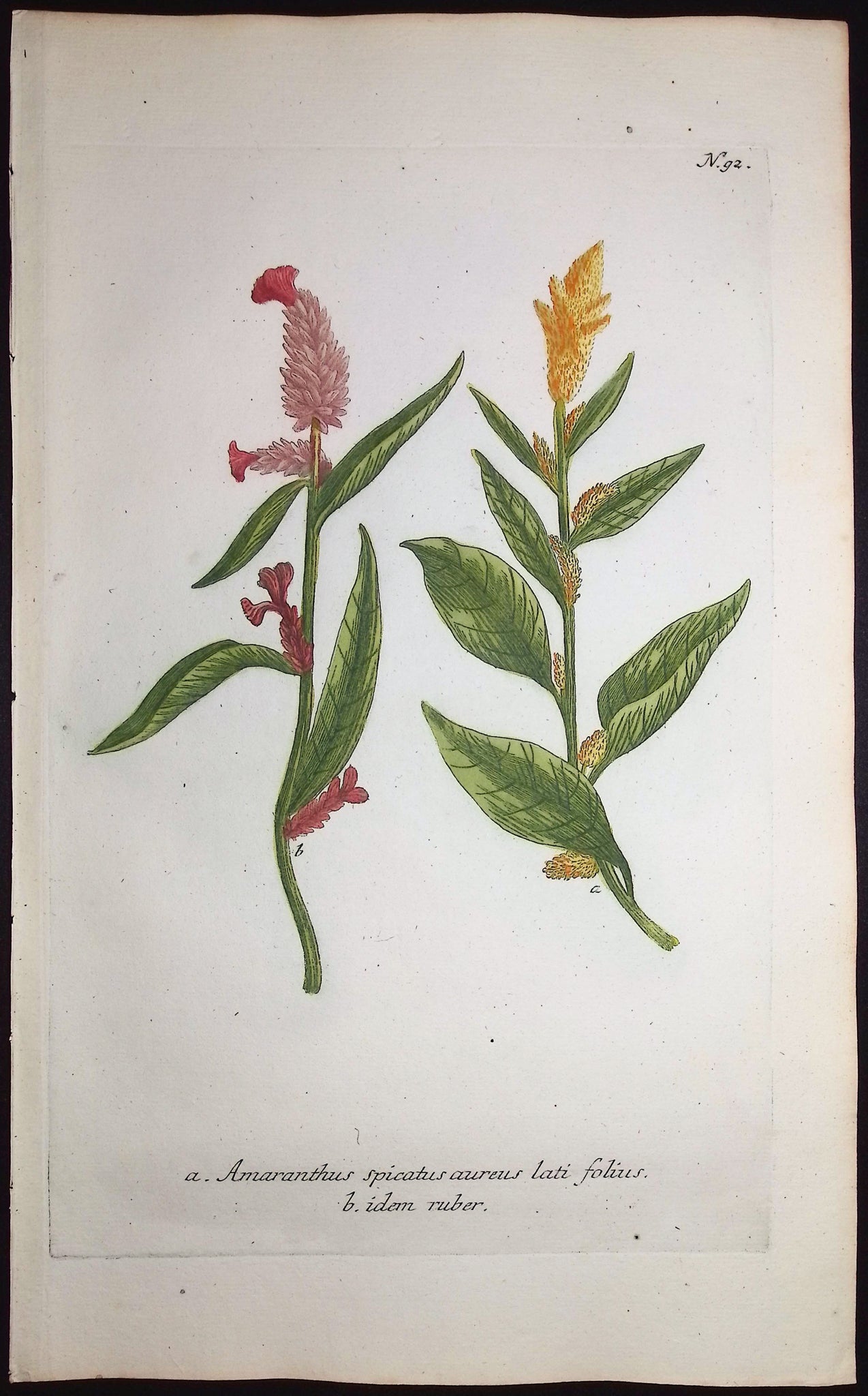 Amaranthus spicatus