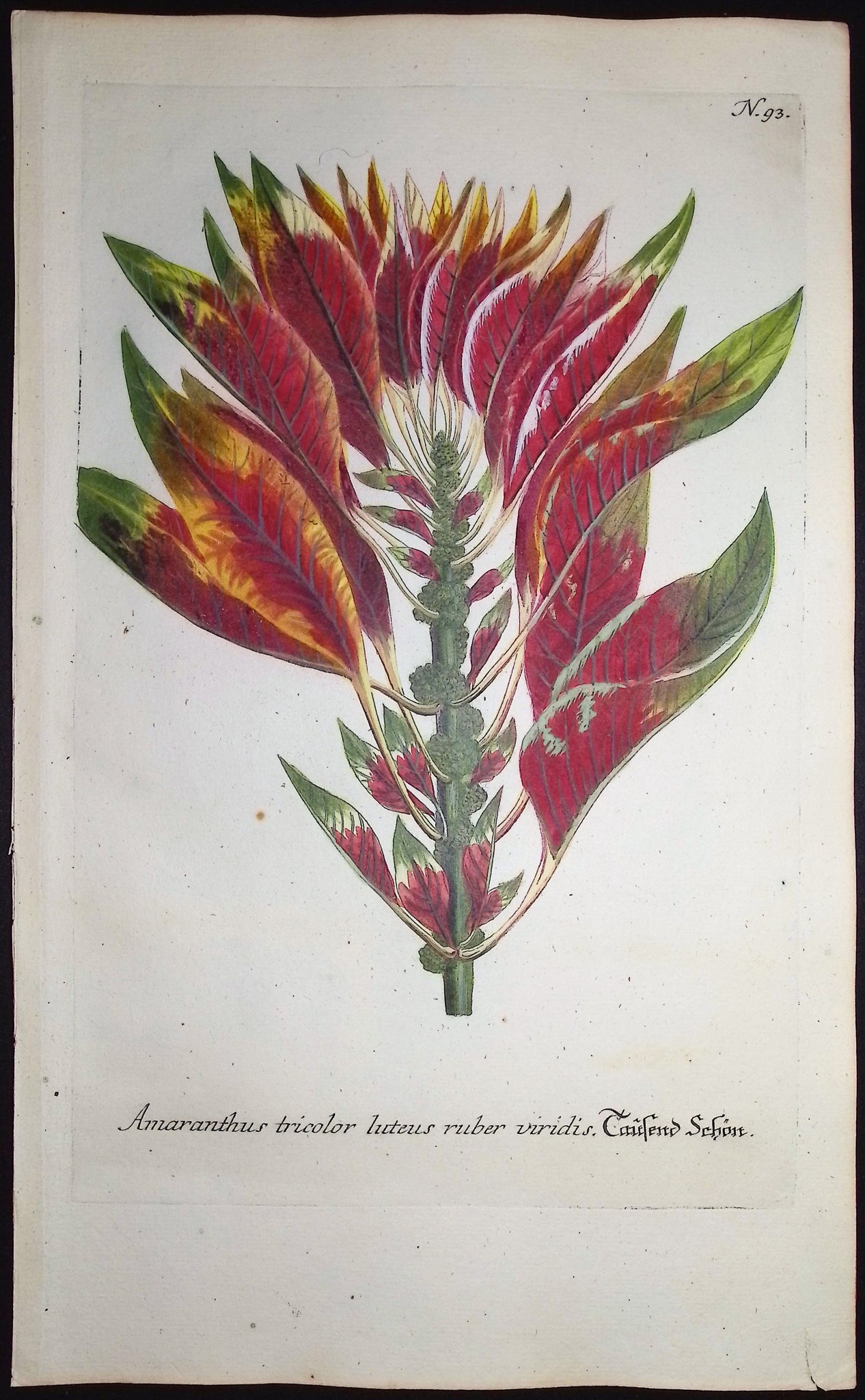 Amaranthus tricolor