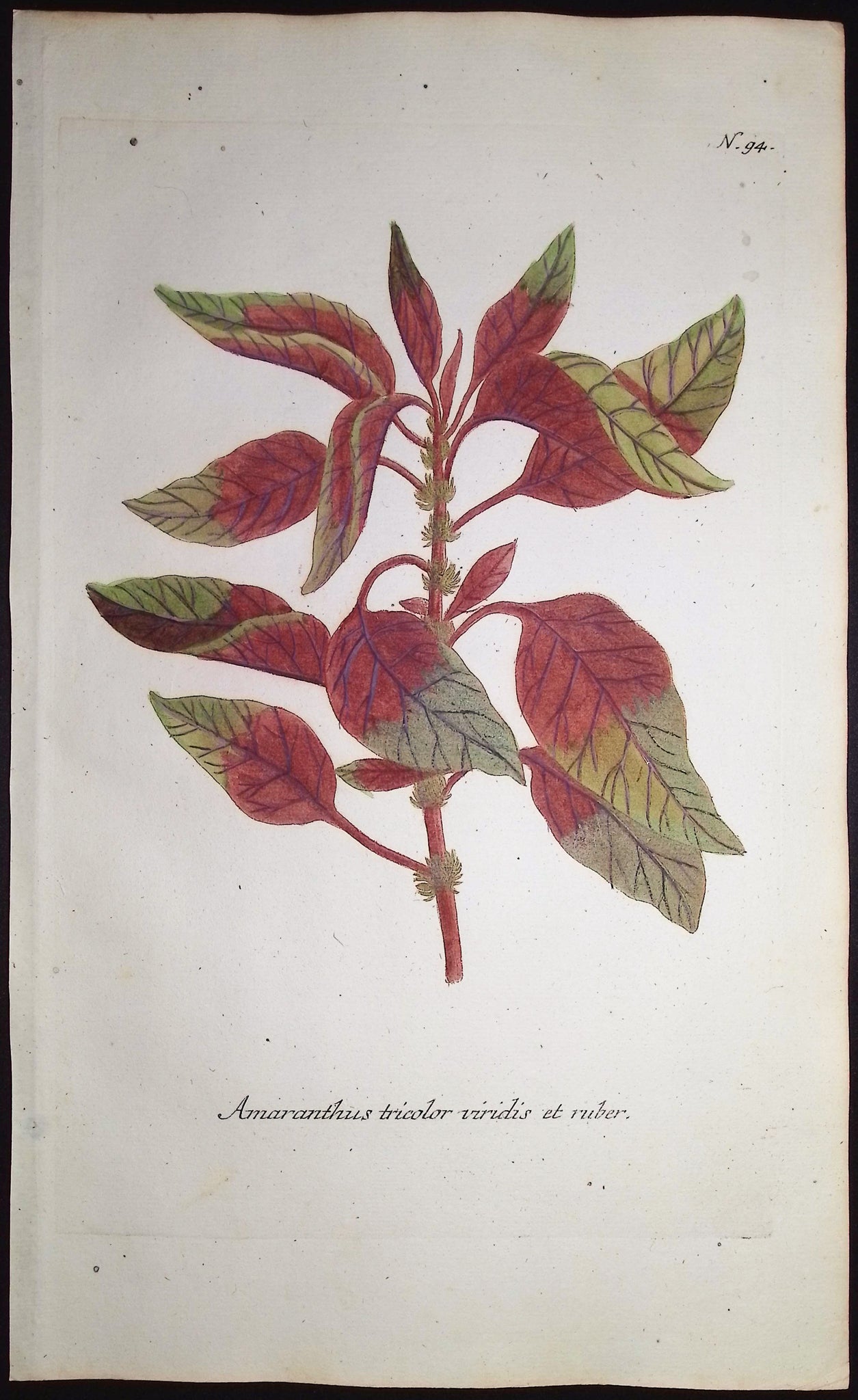 Amaranthus tricolor