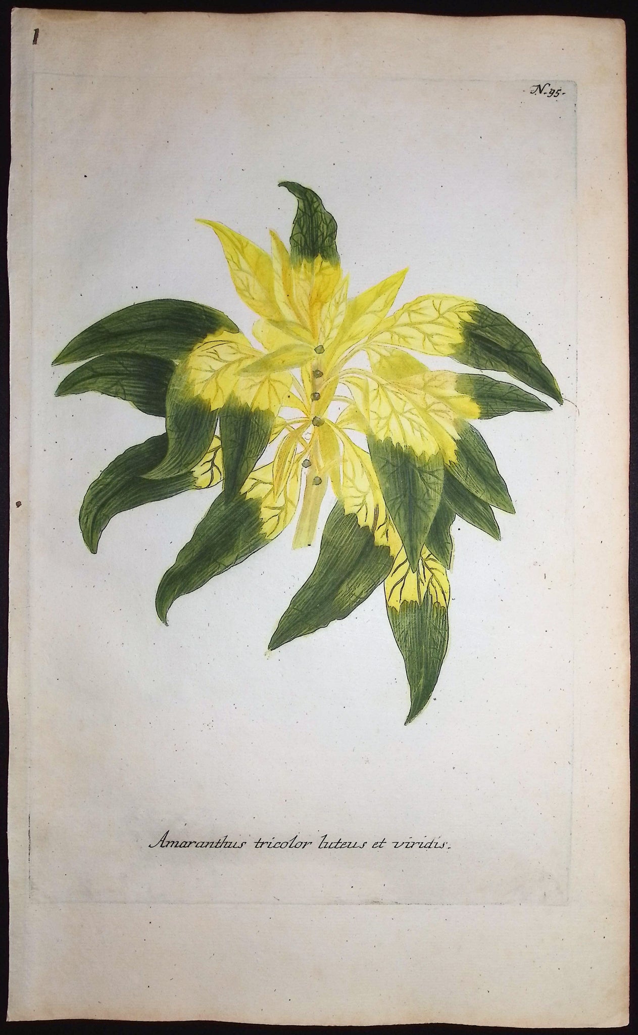 Amaranthus tricolor