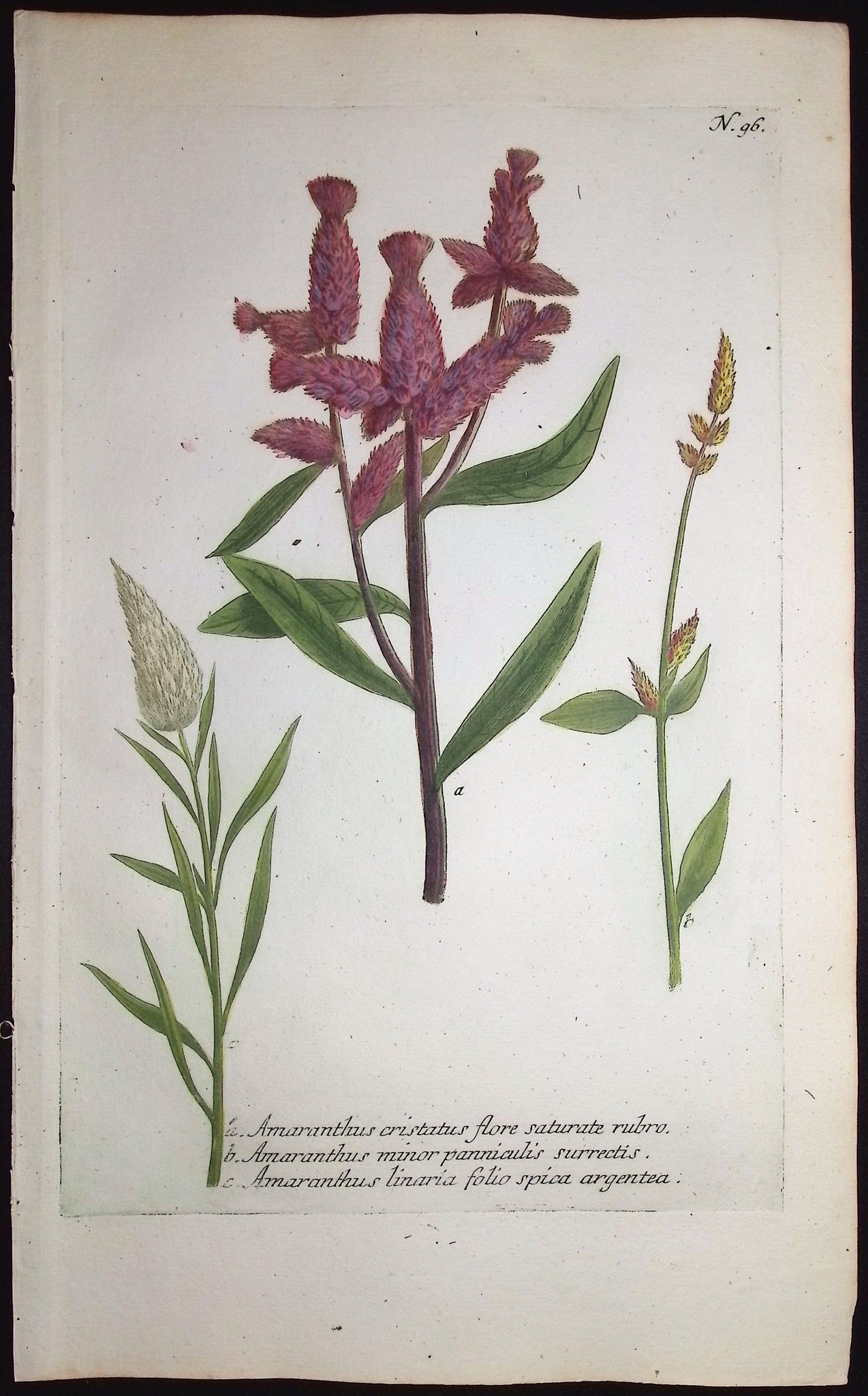 Amaranthus