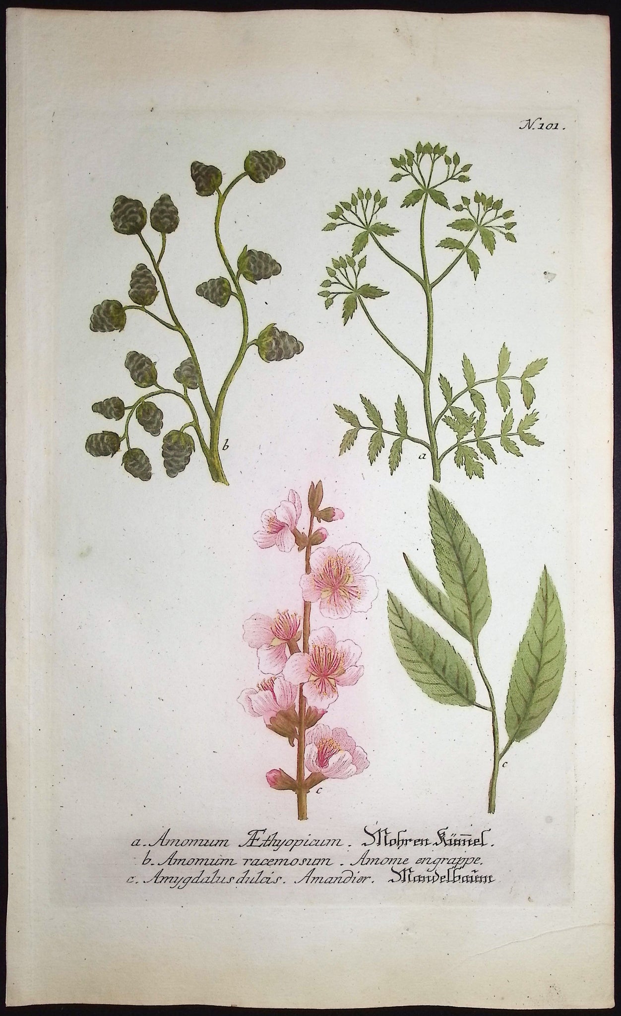 Amomum, Amygdalus