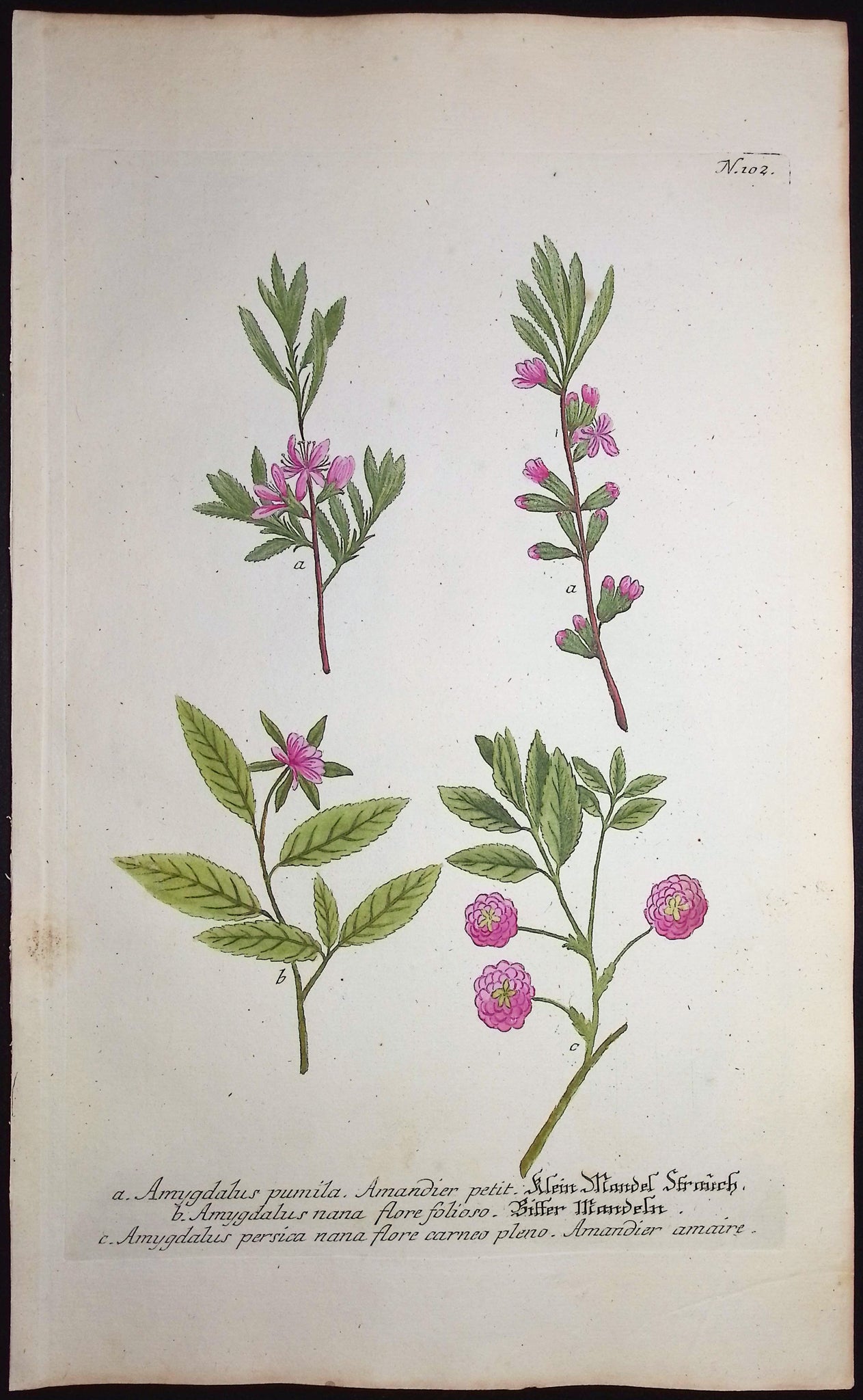 Amygdalus
