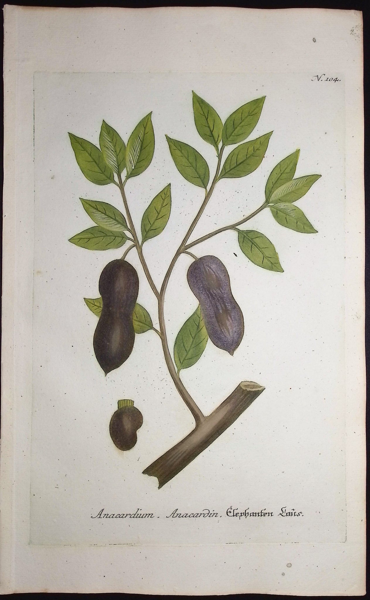 Anacardium
