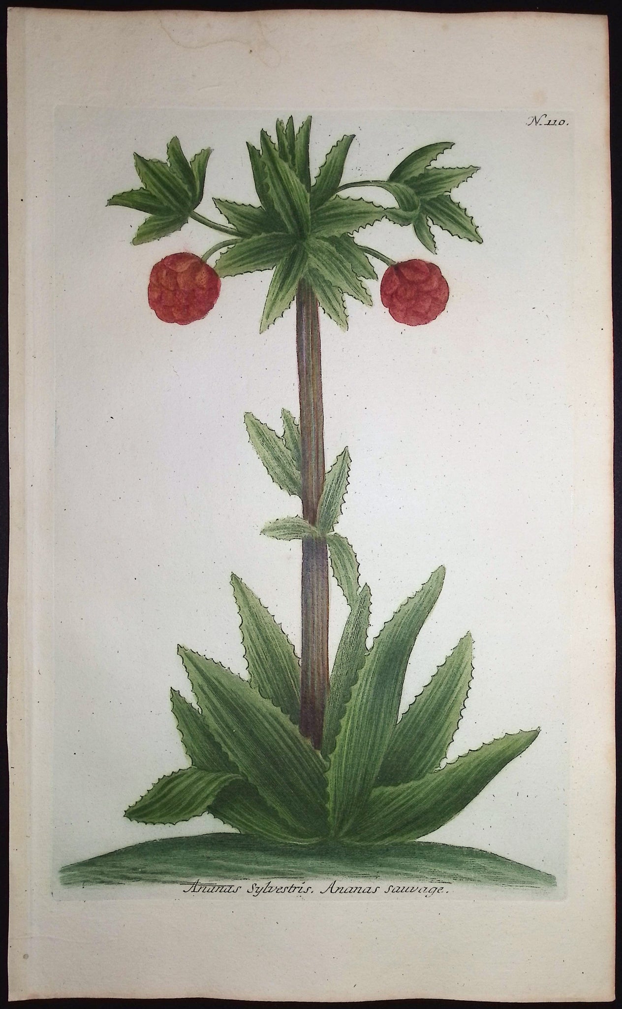 Wild Pineapples