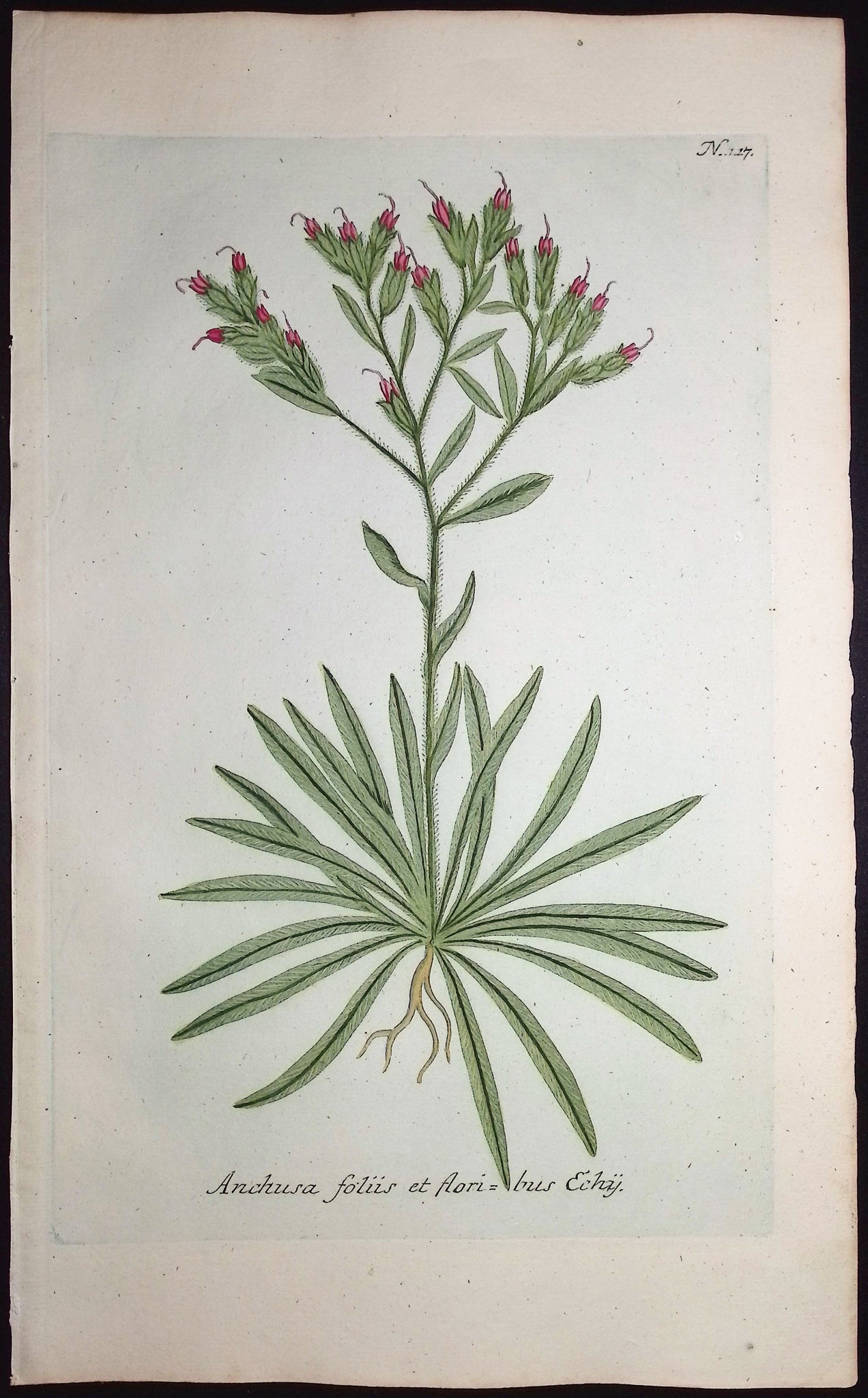 Anchusa