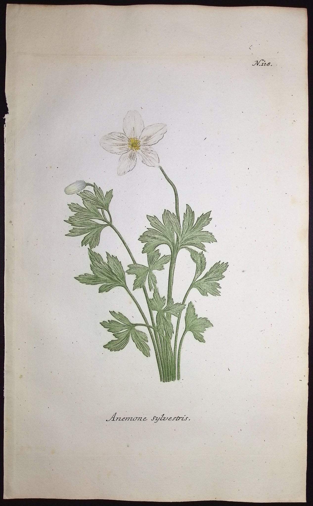 Anemone