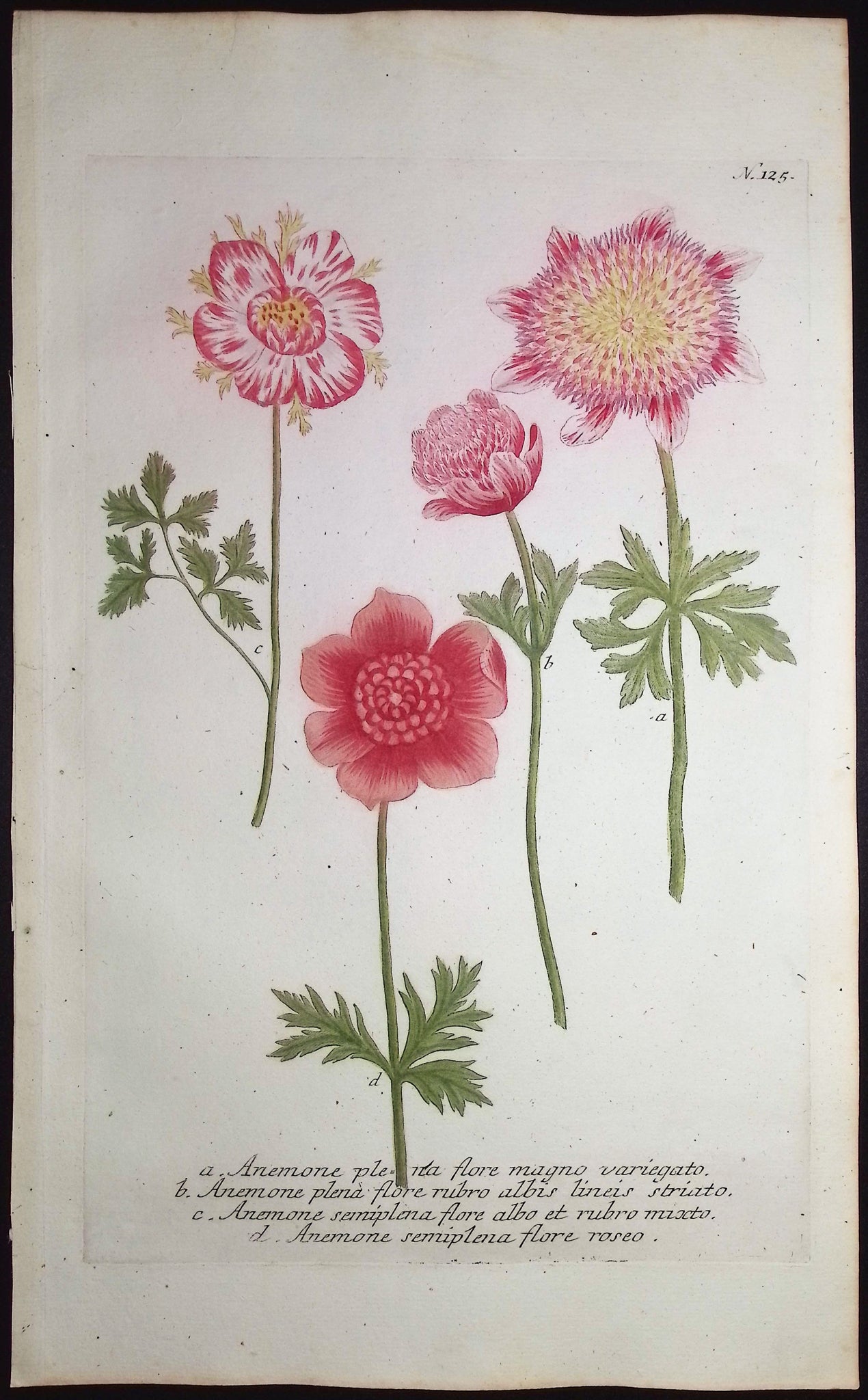 Anemone