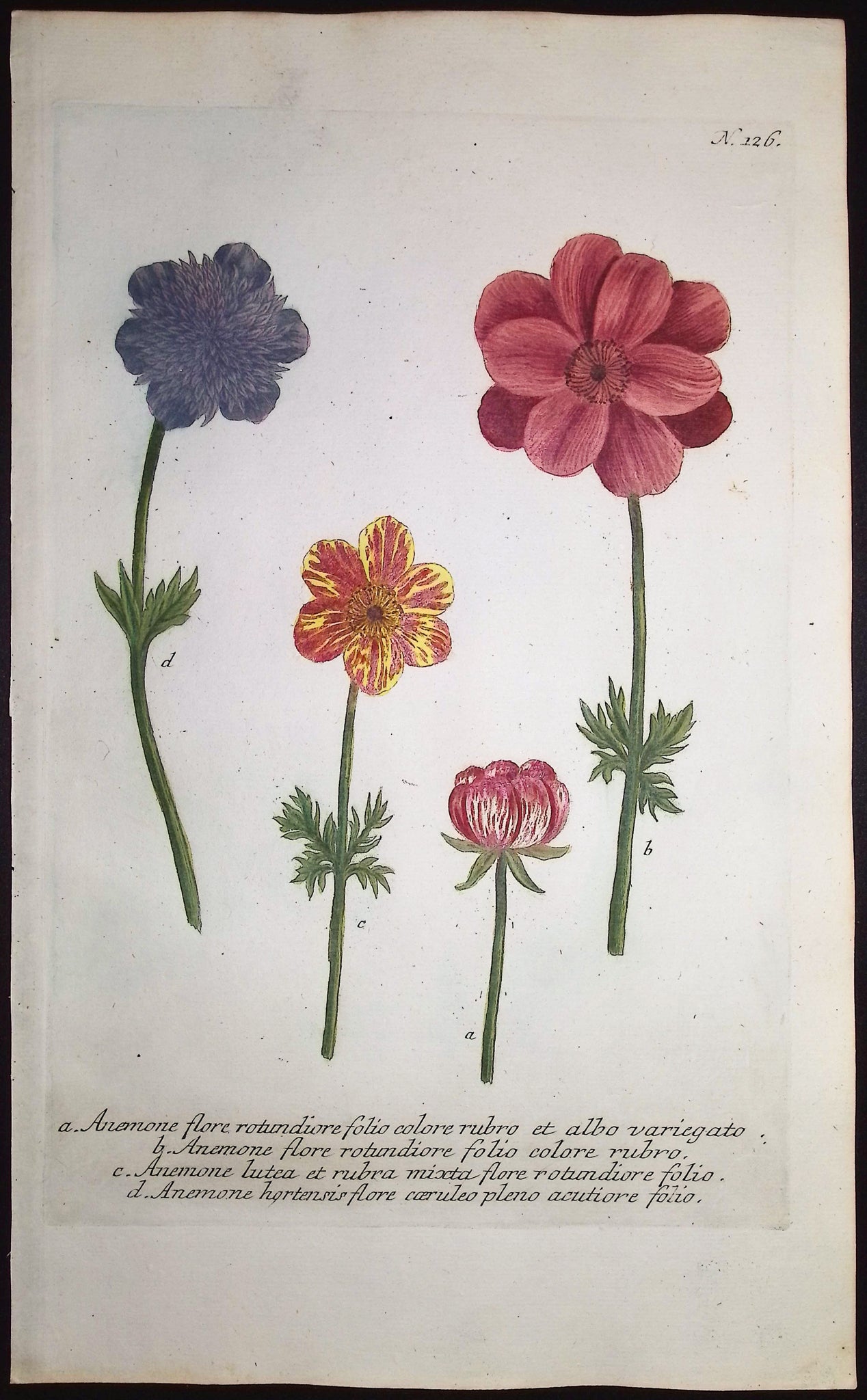 Anemone