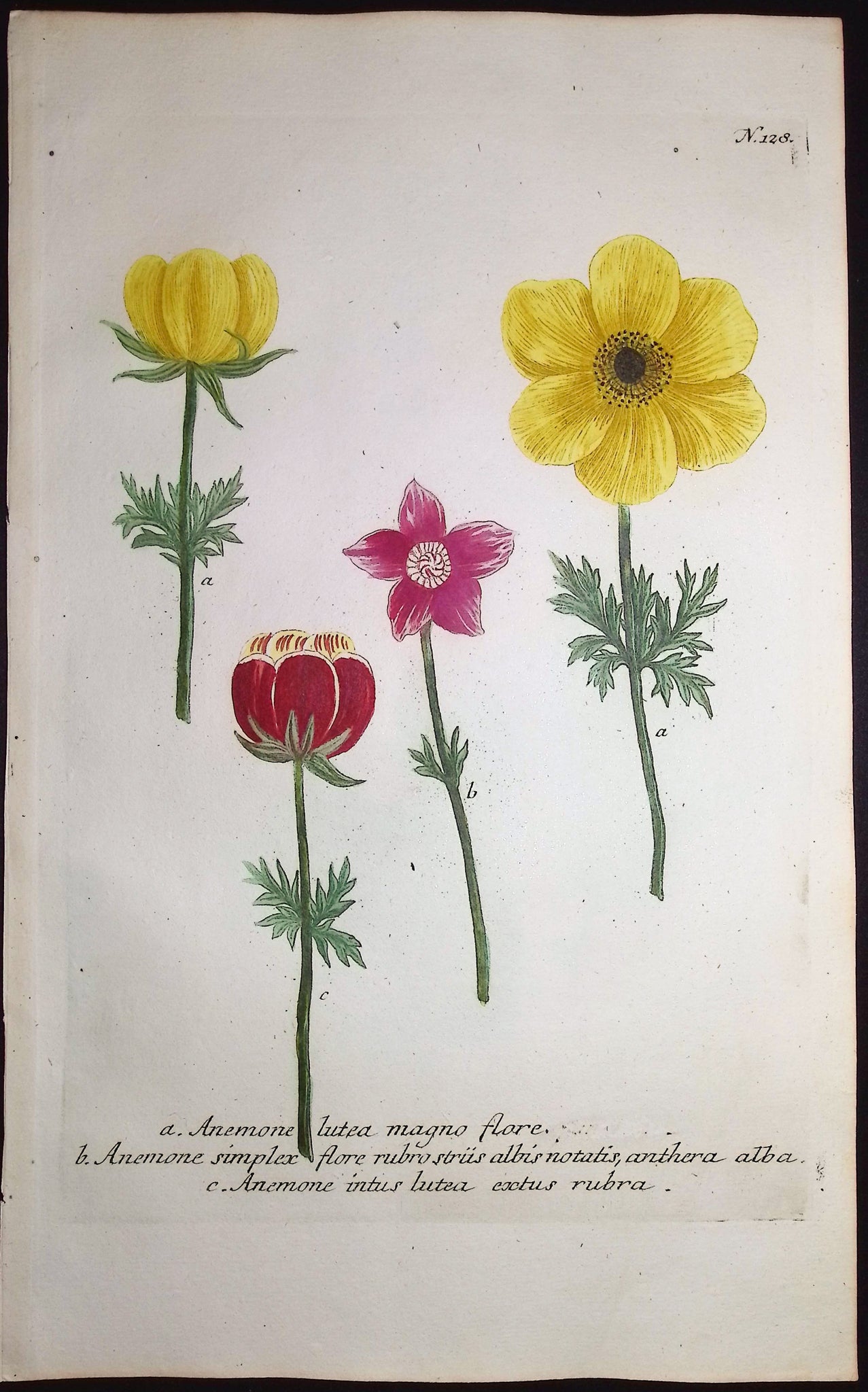 Anemone