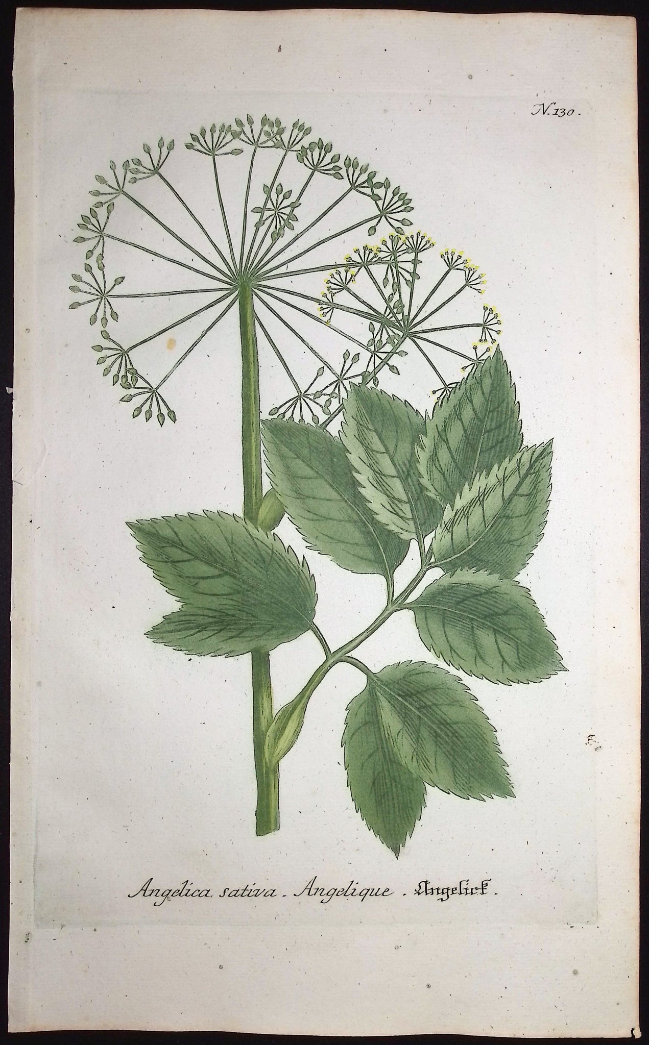 Angelica sativa