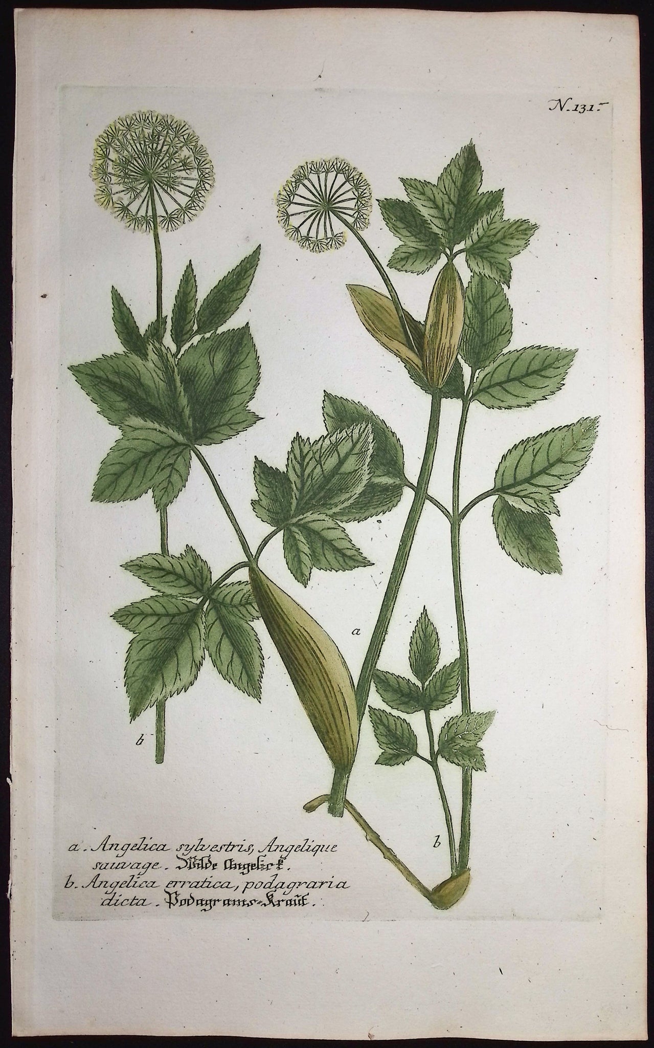 Angelica