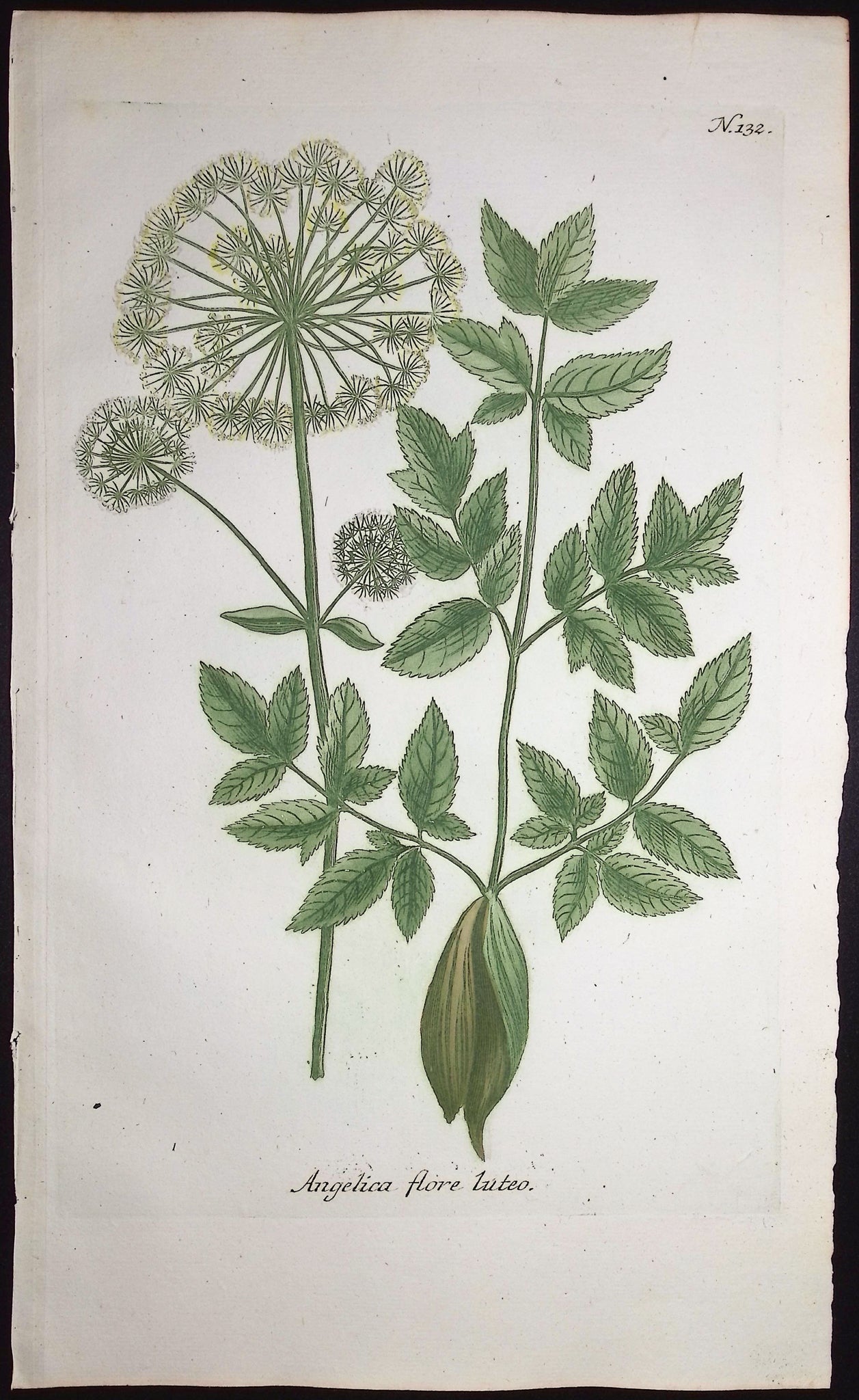 Angelica