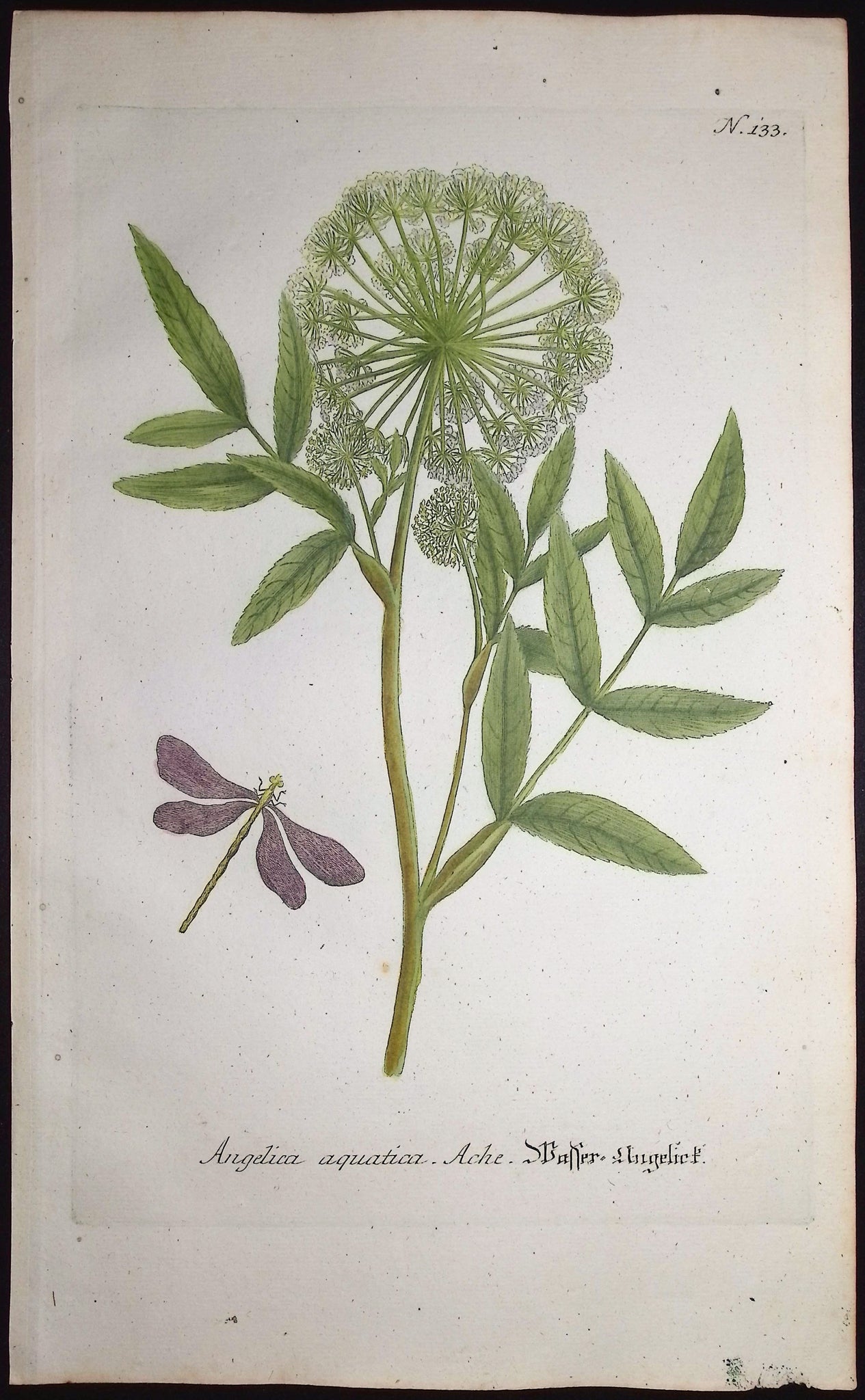 Angelica