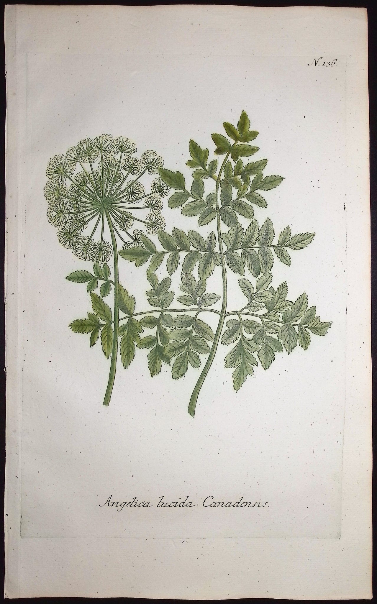 Angelica