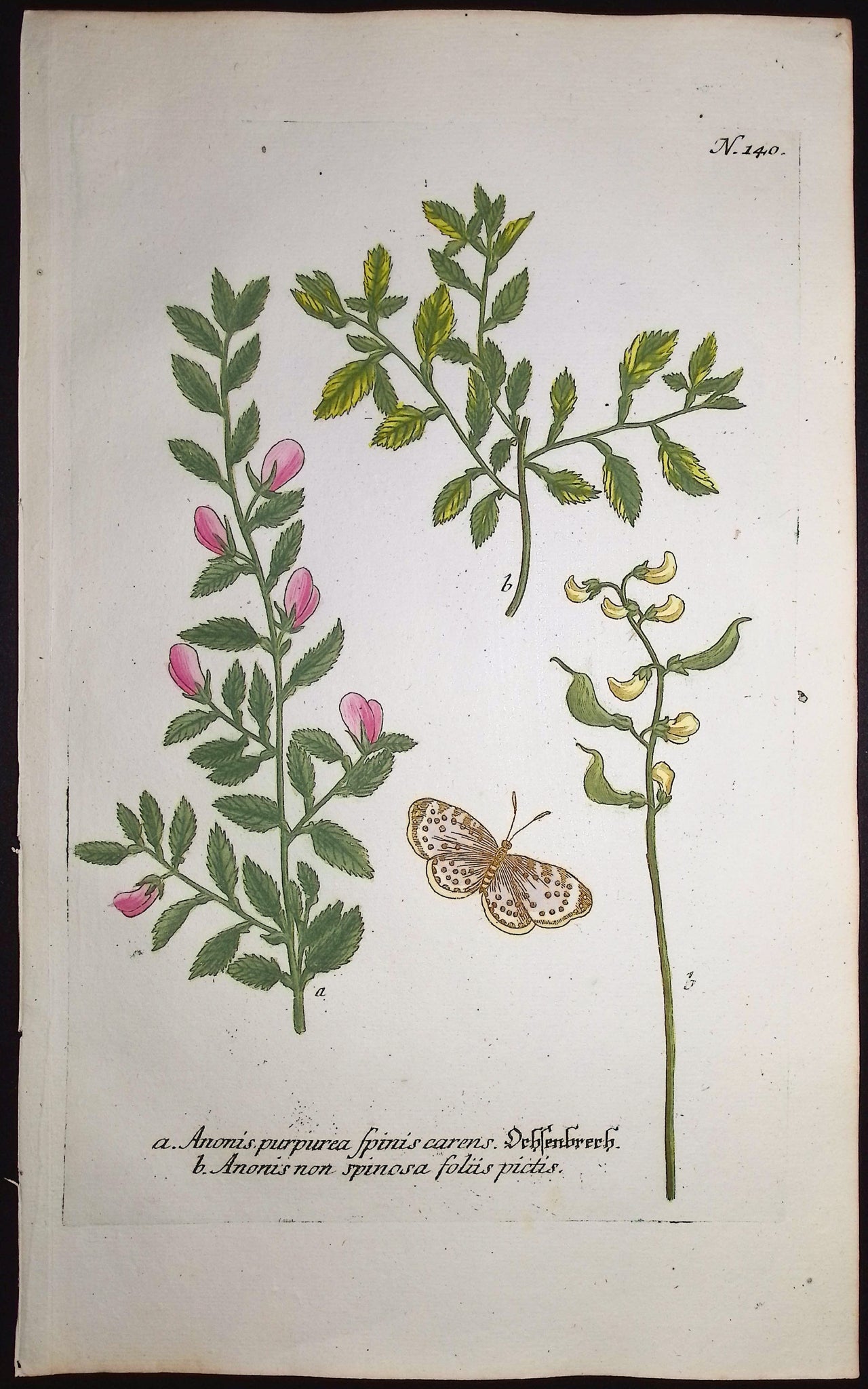 Anonis, Crotalaria