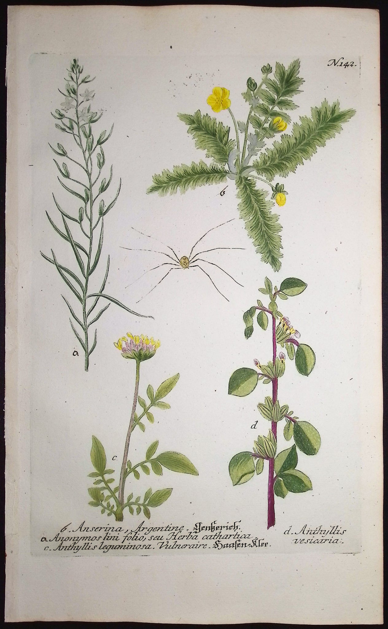 Silverweed