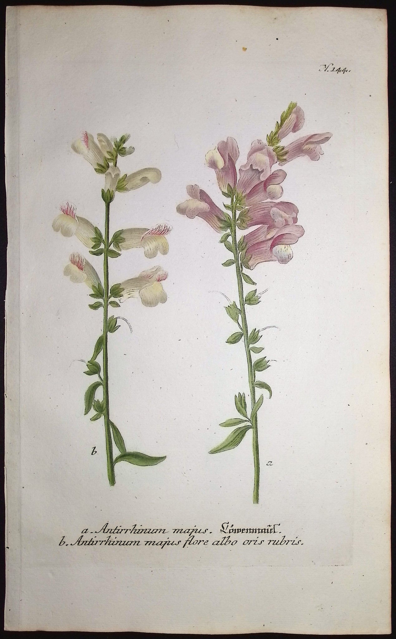 Antirrhinum