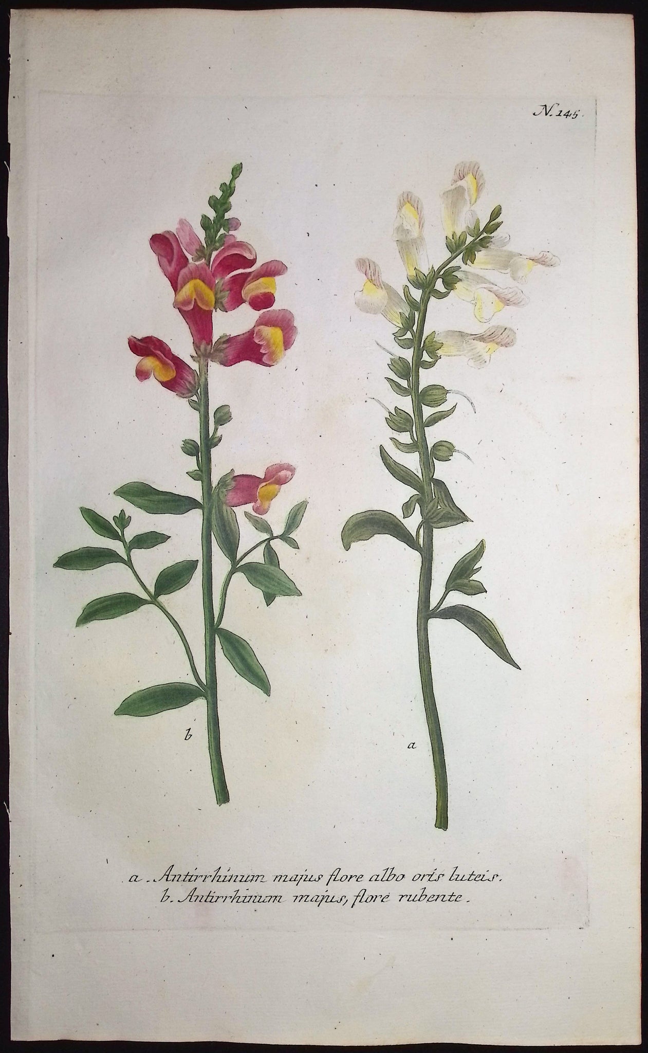 Antirrhinum