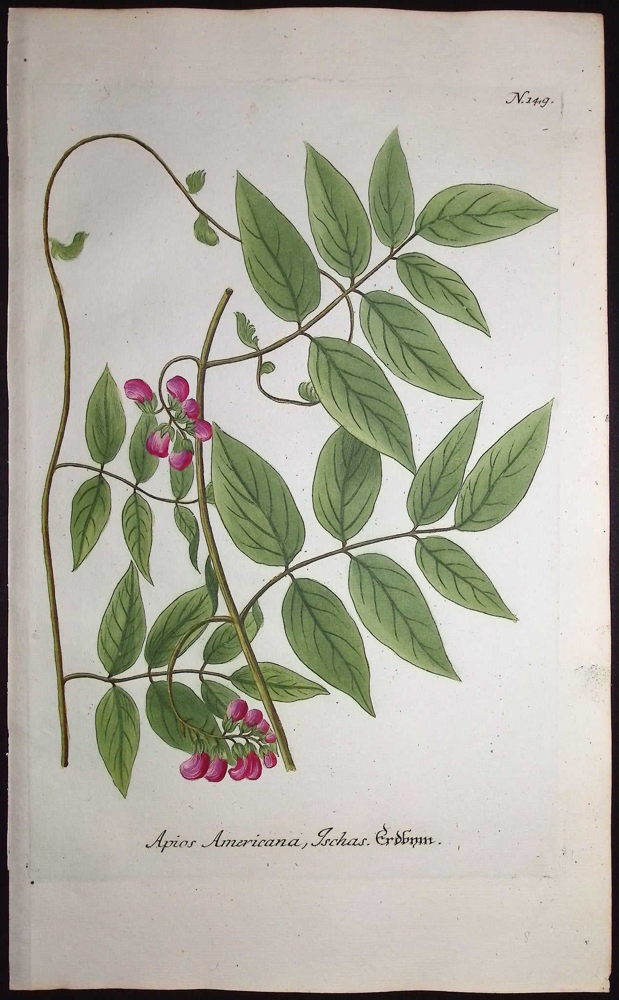 Apios Americana