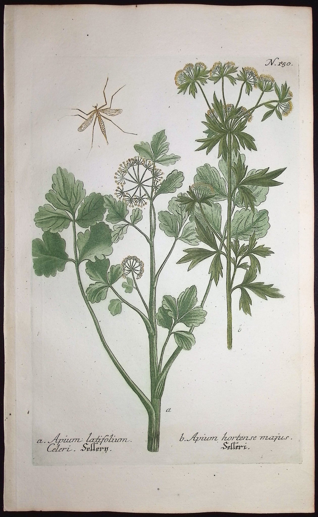 Apium