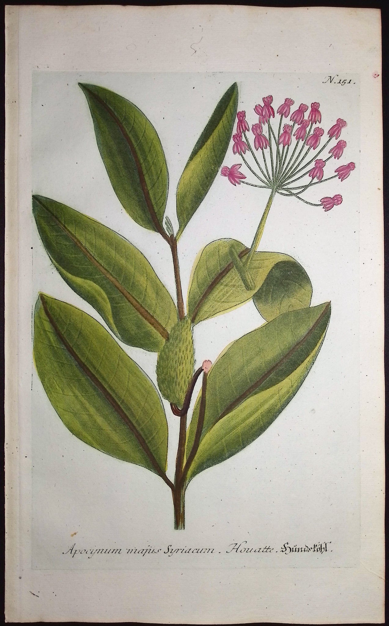 Apocynum majus
