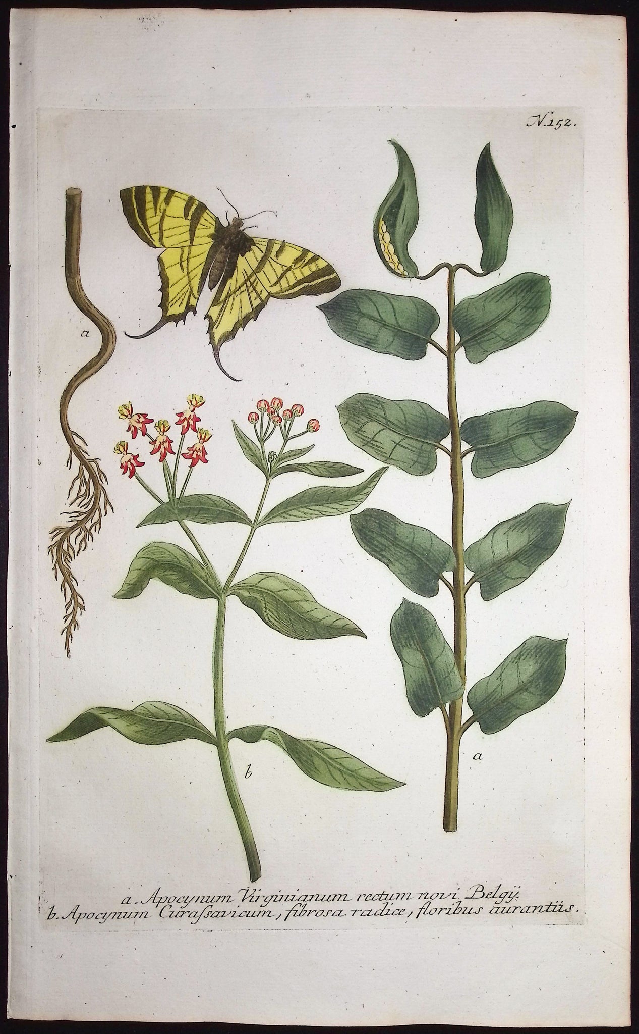 Indian Hemp & Butterfly