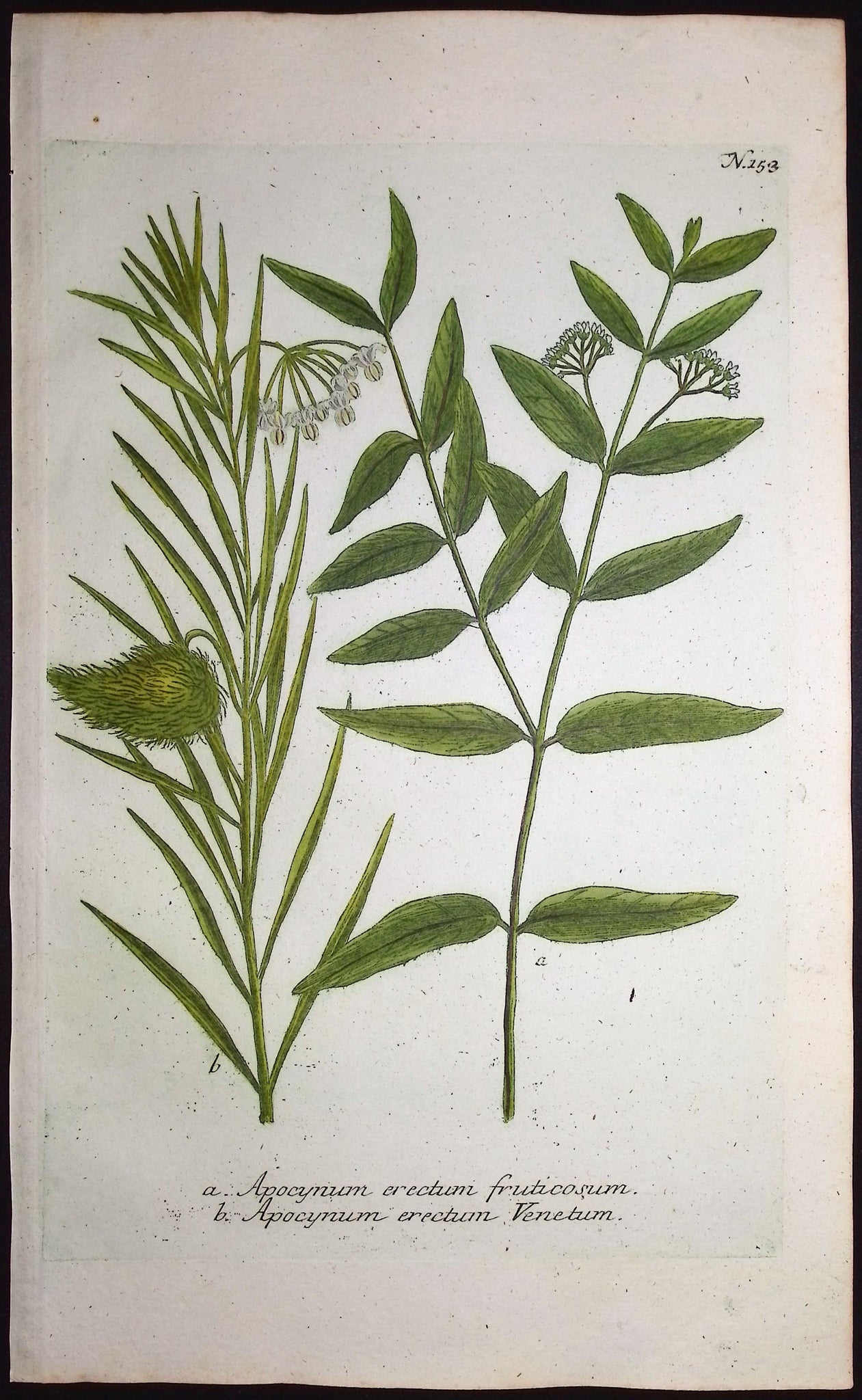 Apocymum erectum
