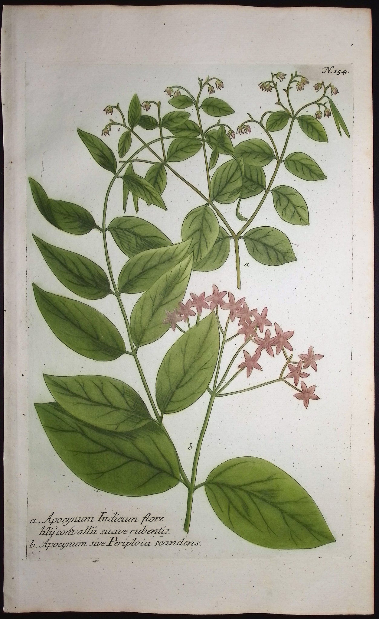 Apocynum
