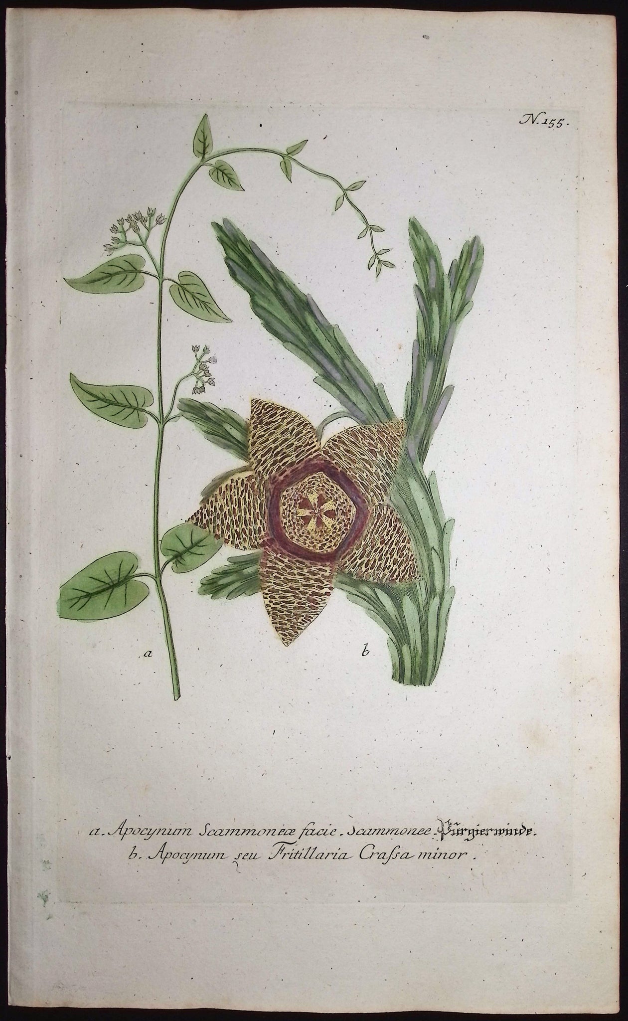Stapelia or Carrion Flower