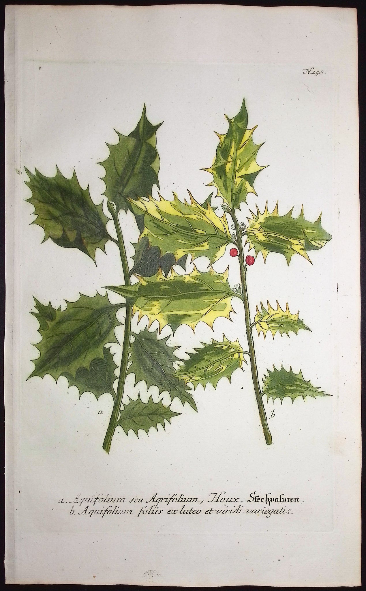 Ilex - Holly