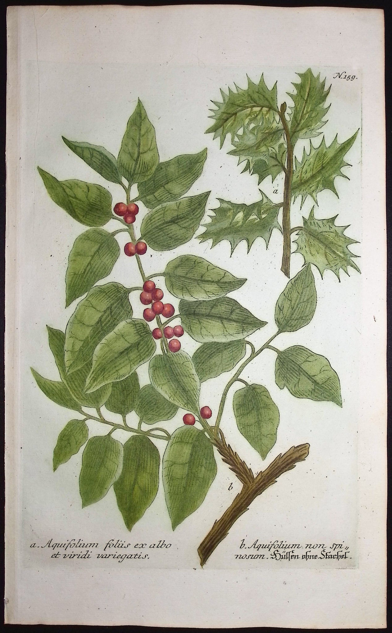 Holly