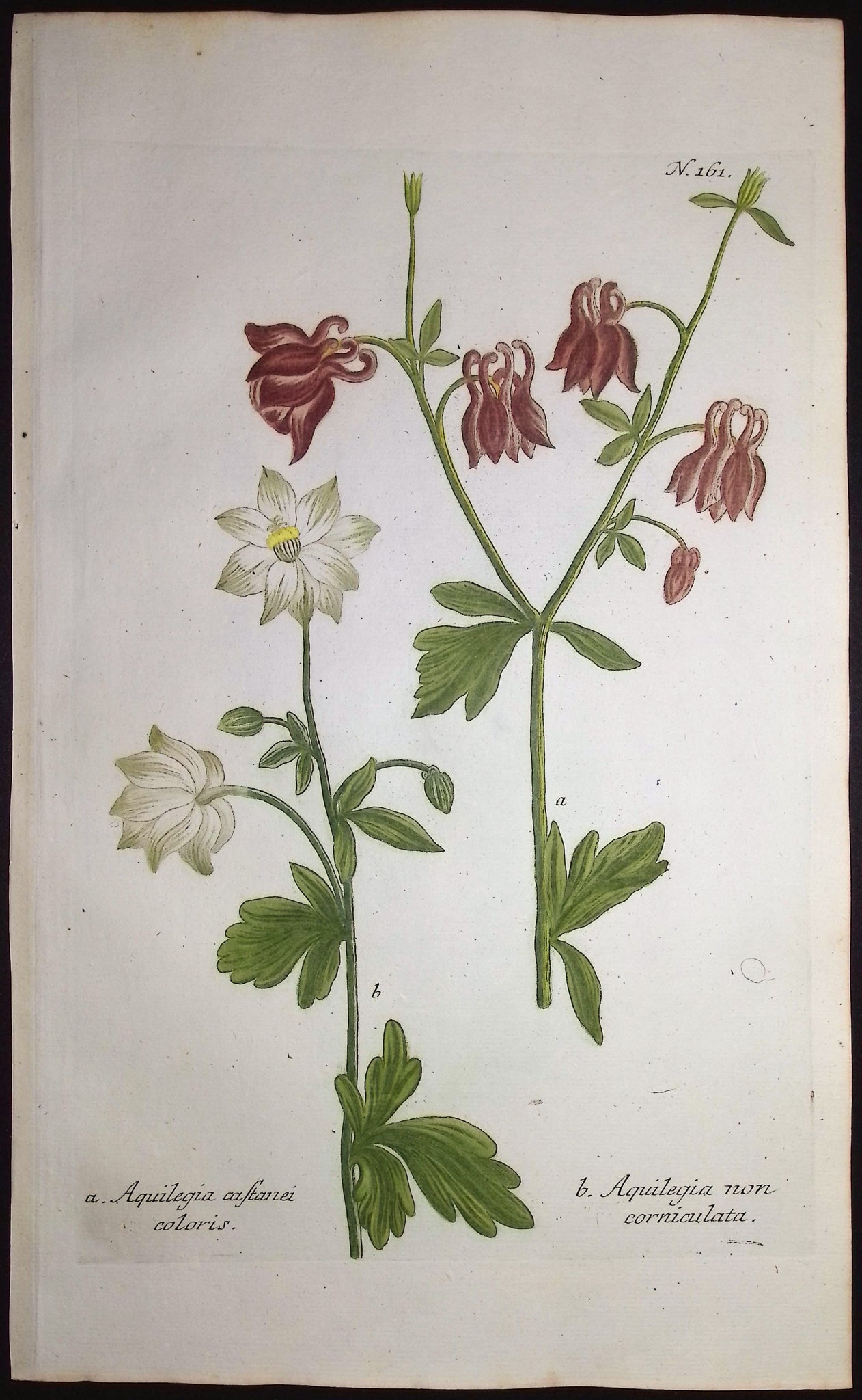 Columbine