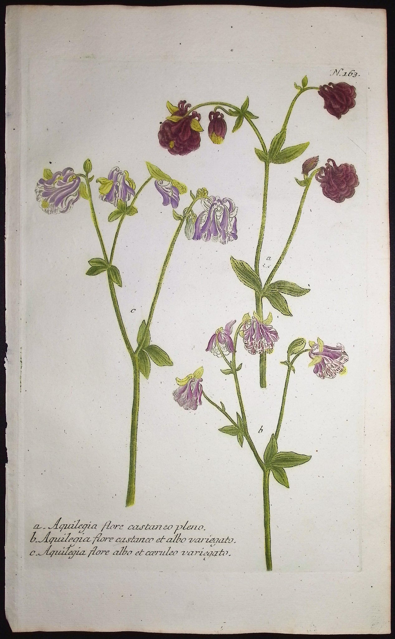 Columbine