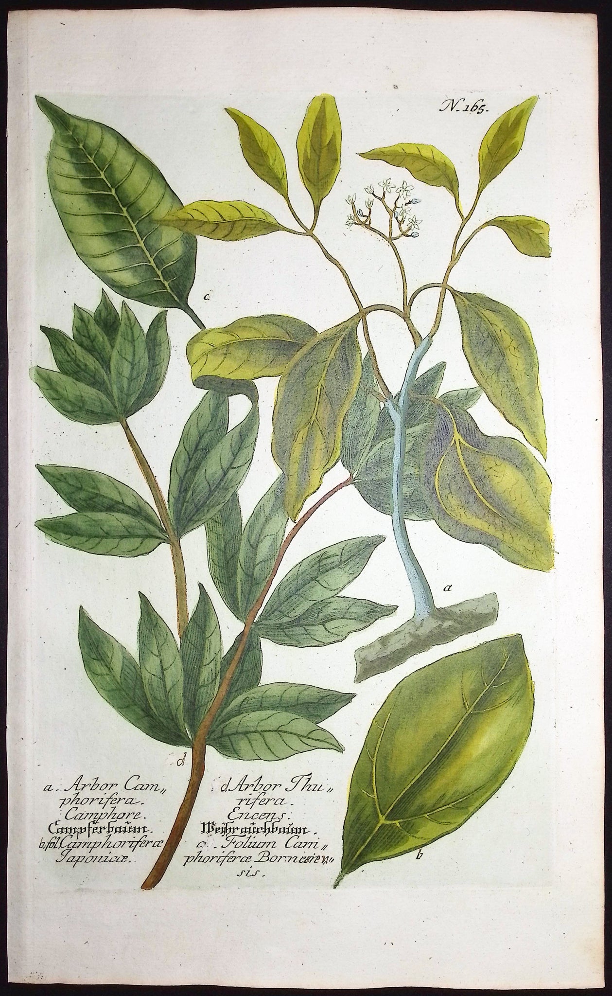 Arbor Camphorifera & Thurifera