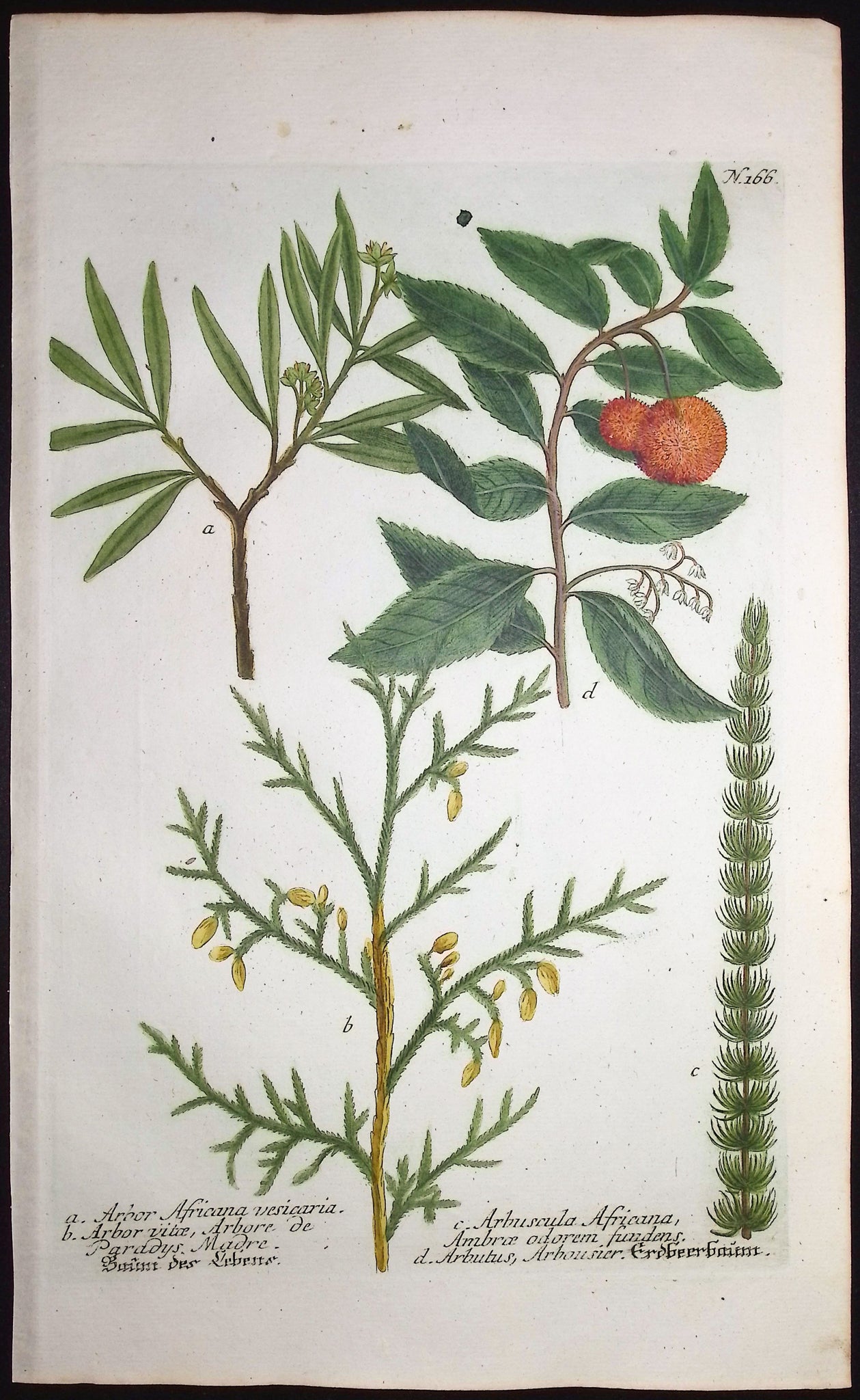 Arbor, Arbuscula, Arbutus