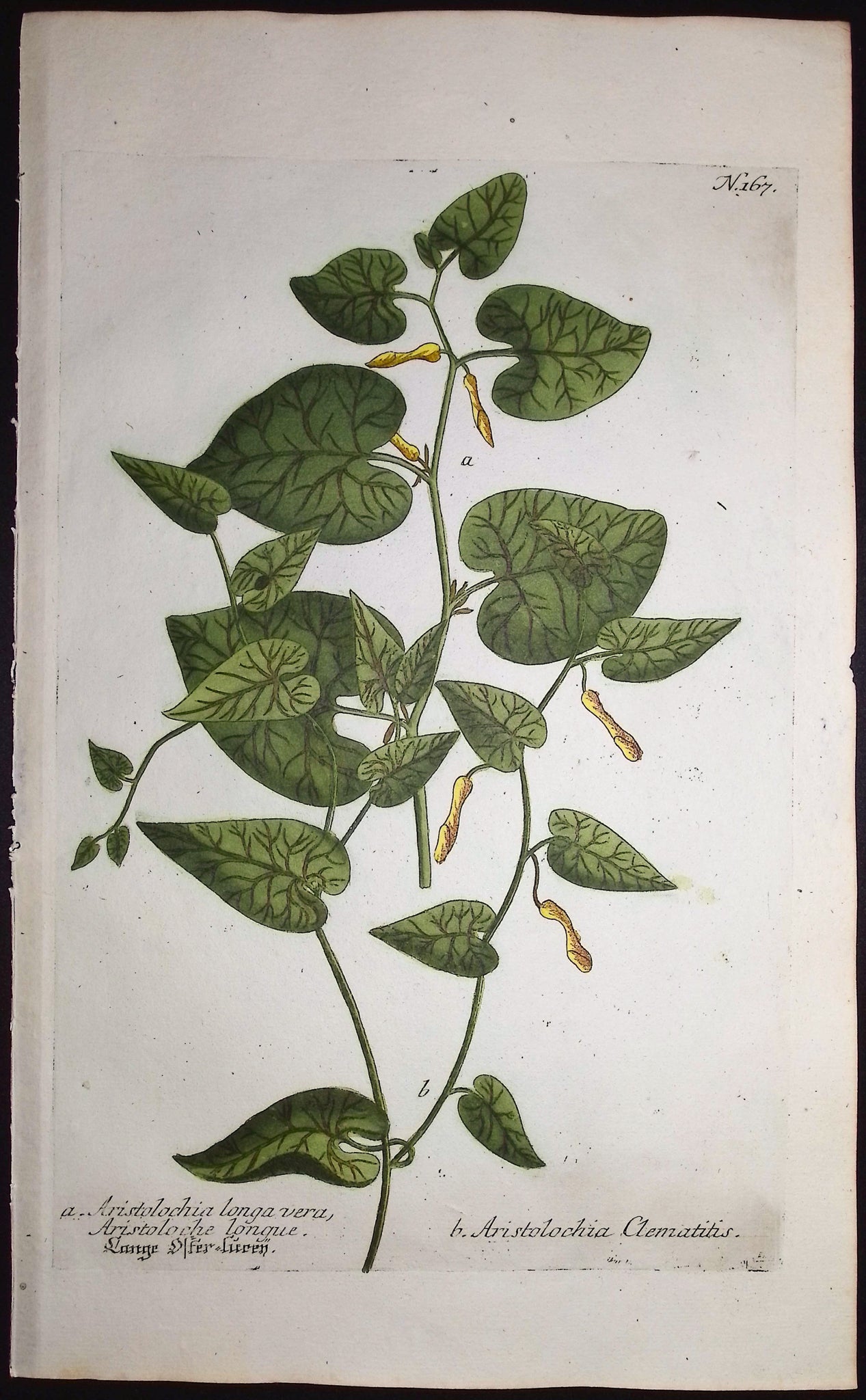 Aristolochia