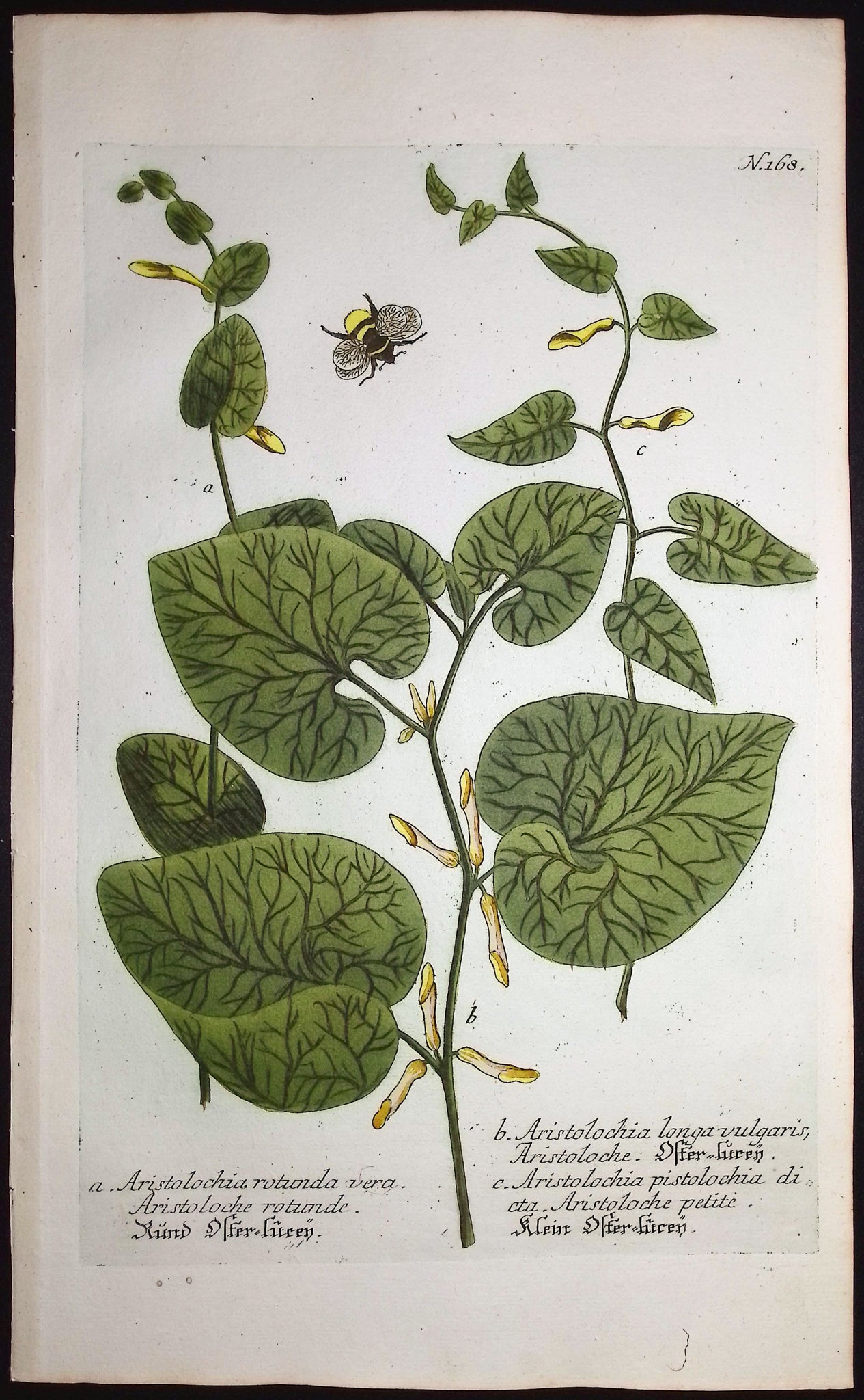 Aristolochia