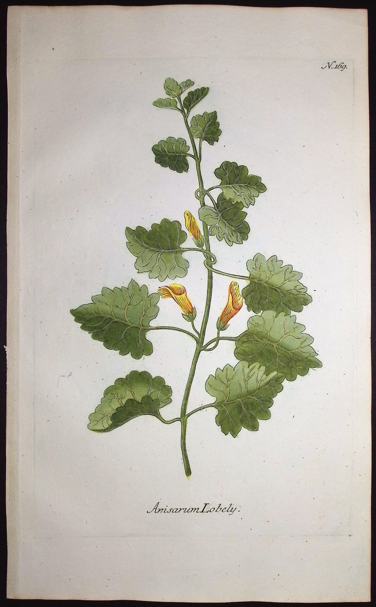 Anisarum Lobely