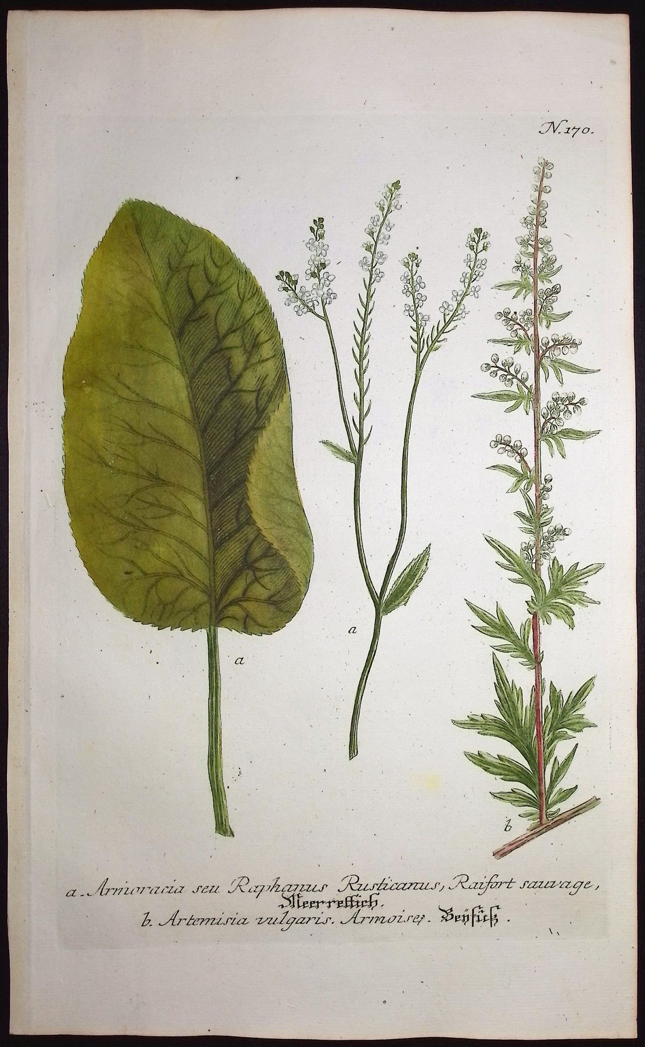 Armoracia, Artemisia
