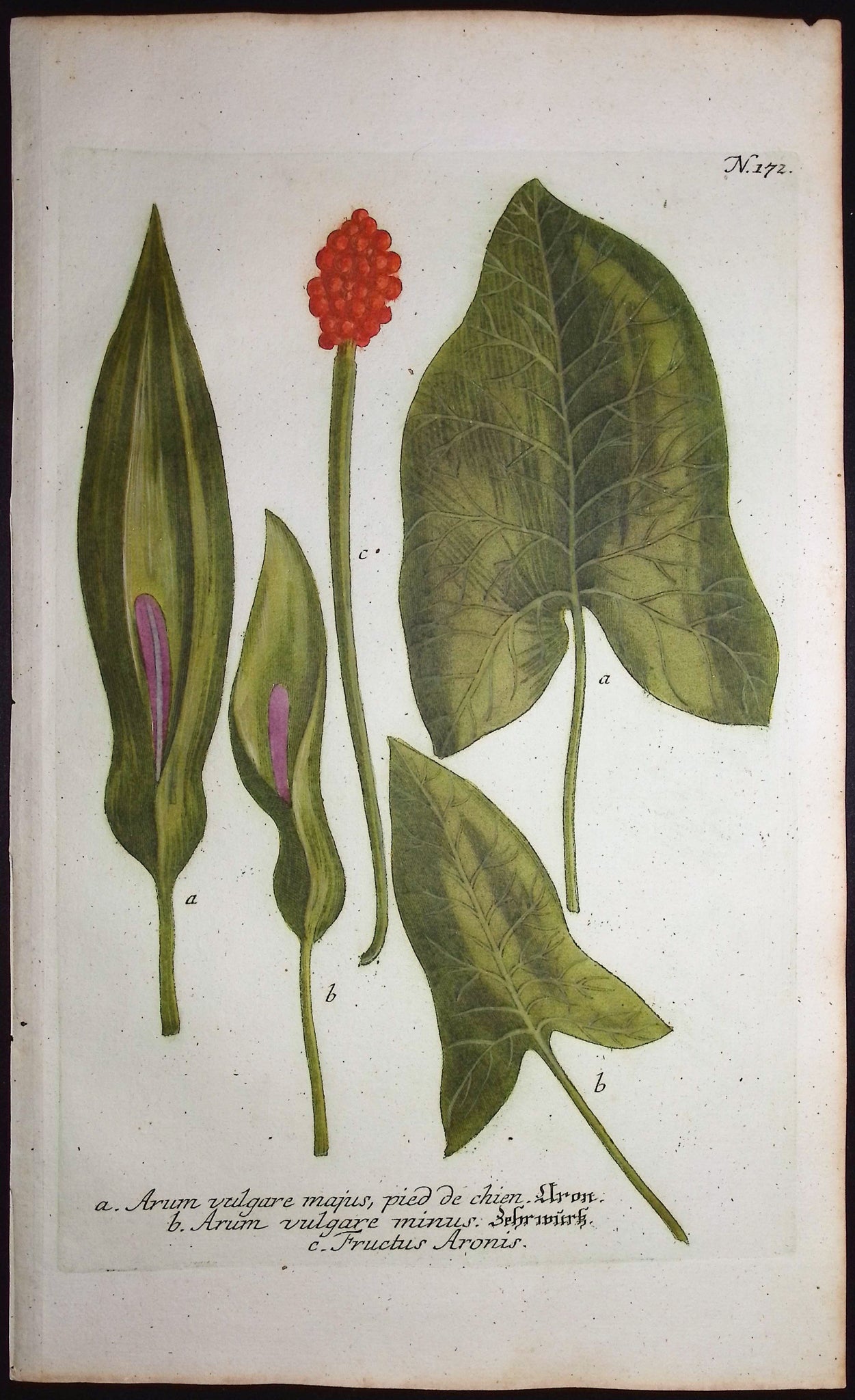 Arum