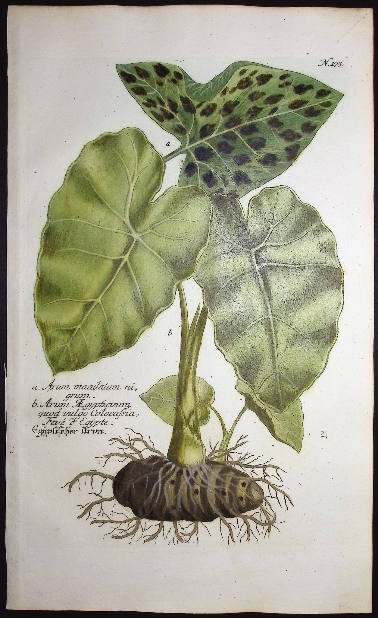 Wild Arum