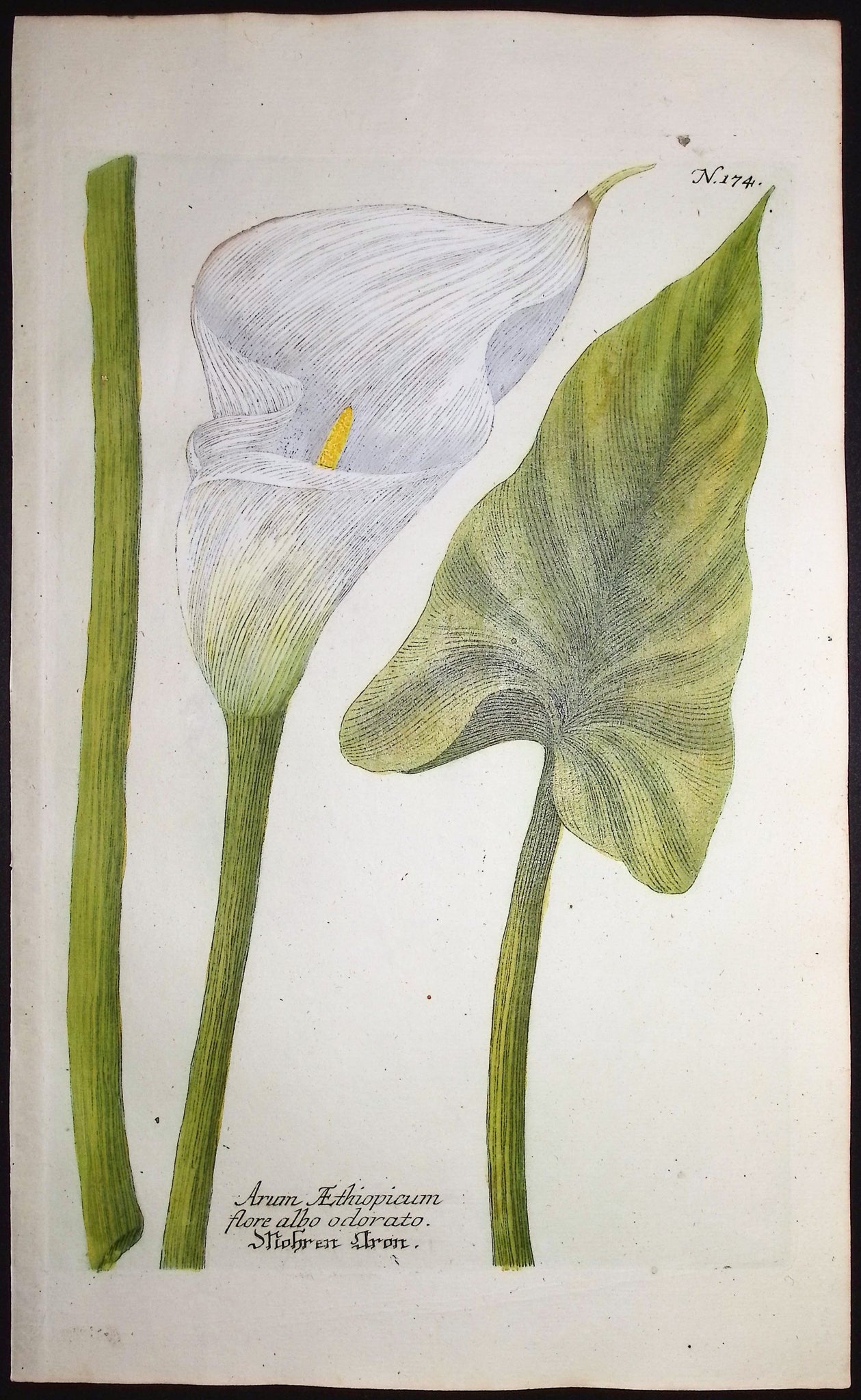 Calla Lily