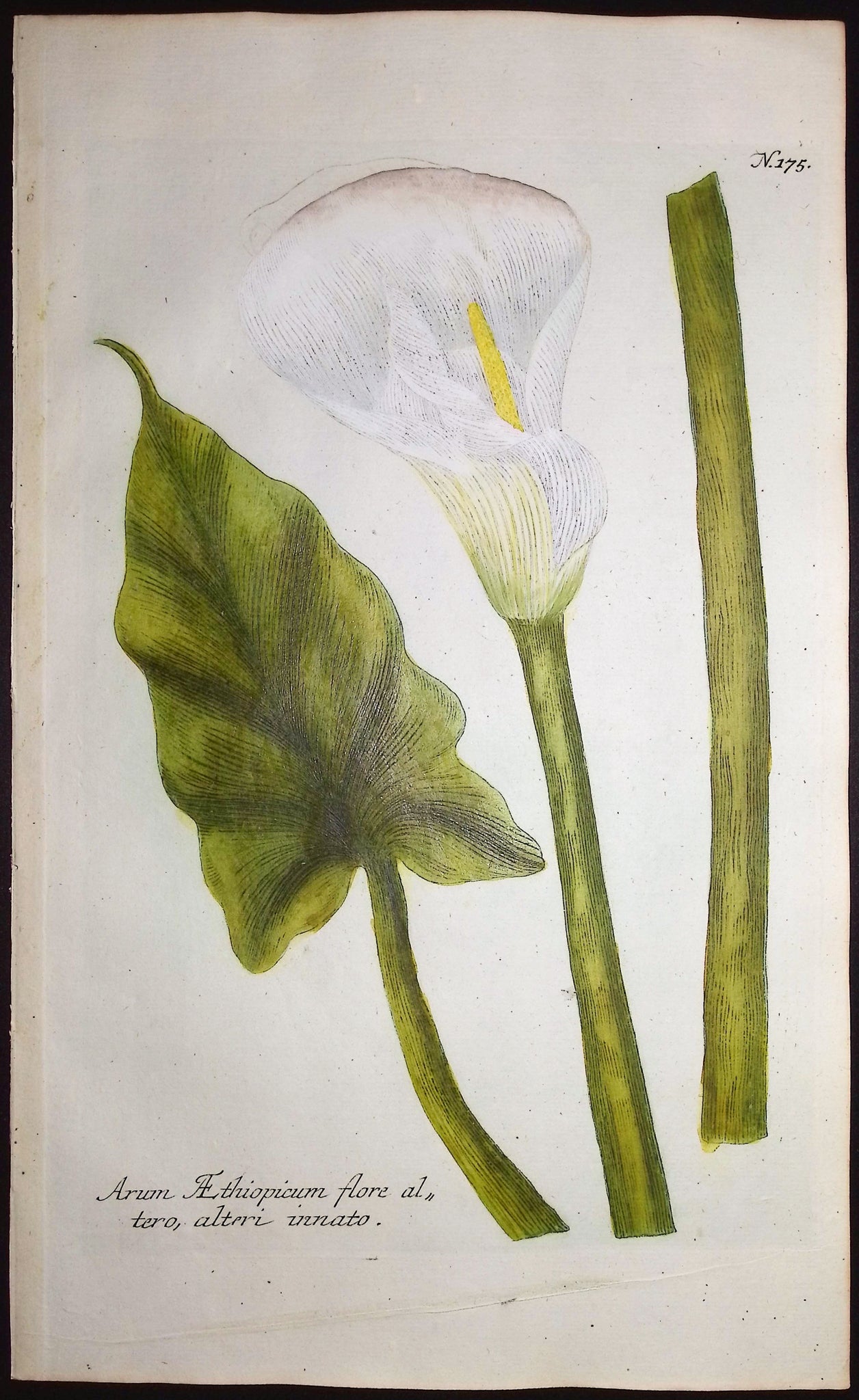 Calla Lily